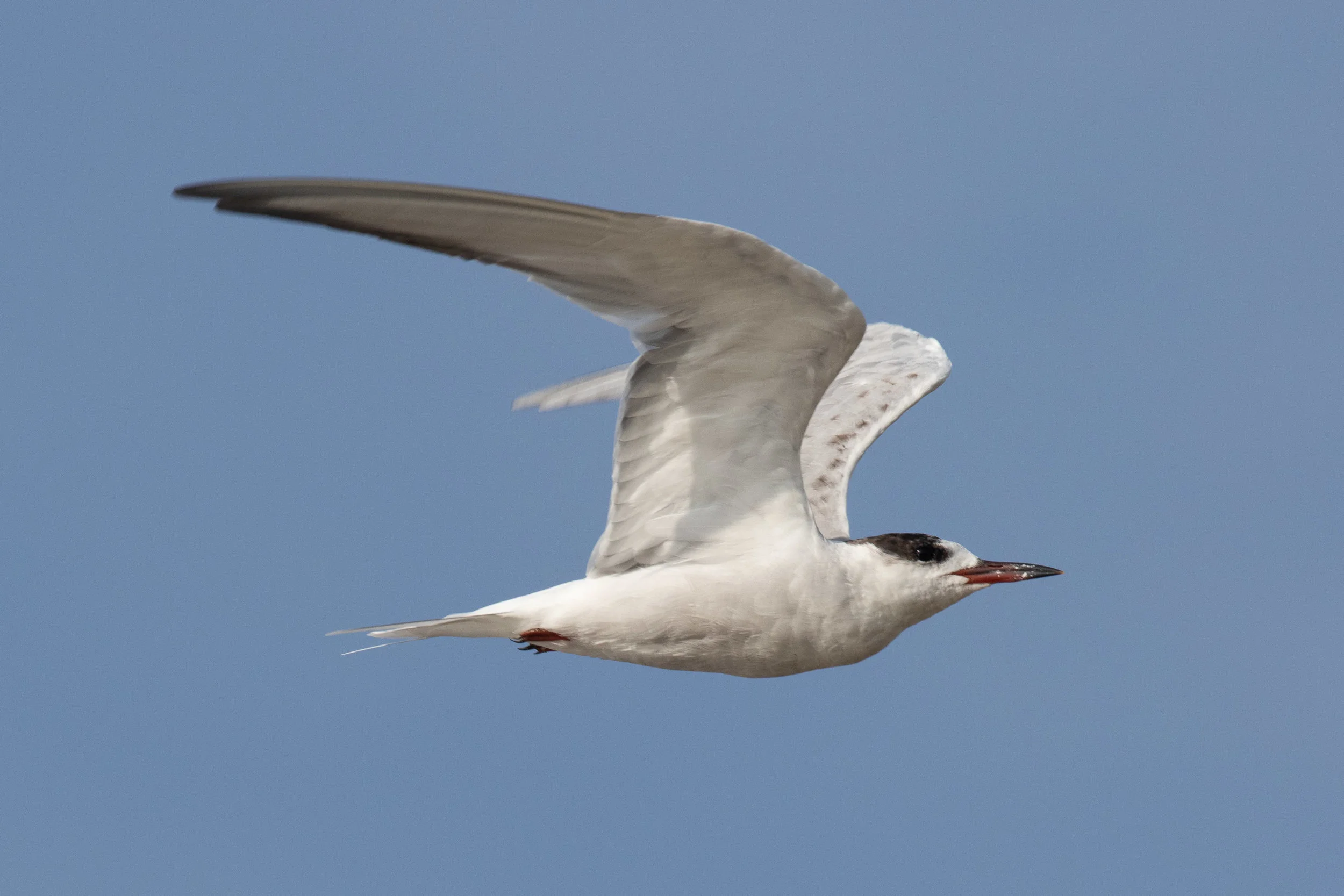 Common Tern