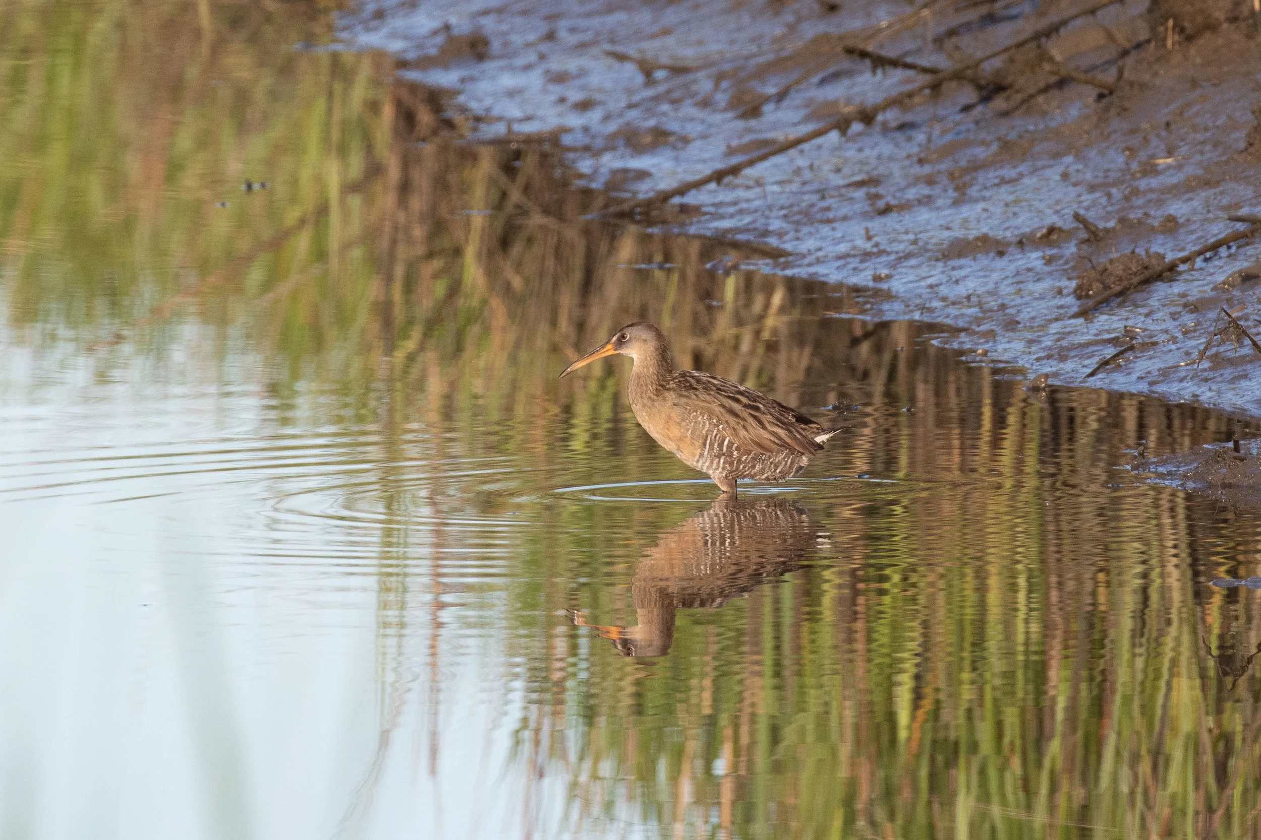 Clapper Rail