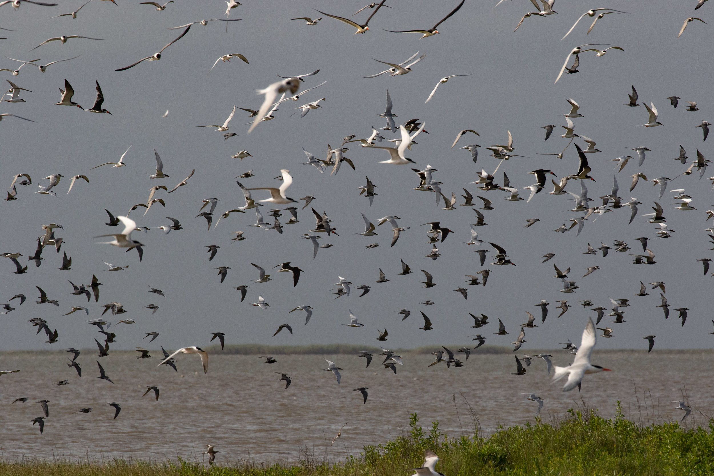 Mixed terns and skimmers