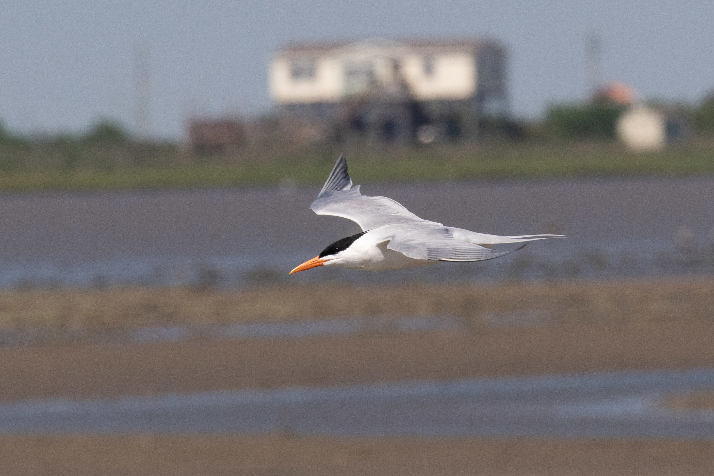 Royal Tern