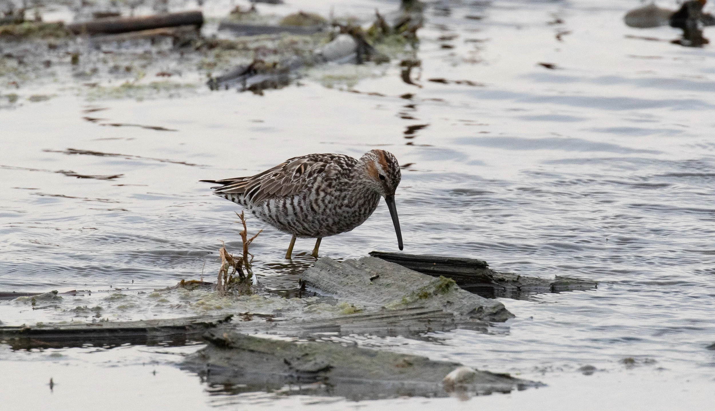 Stilt Sandpiper
