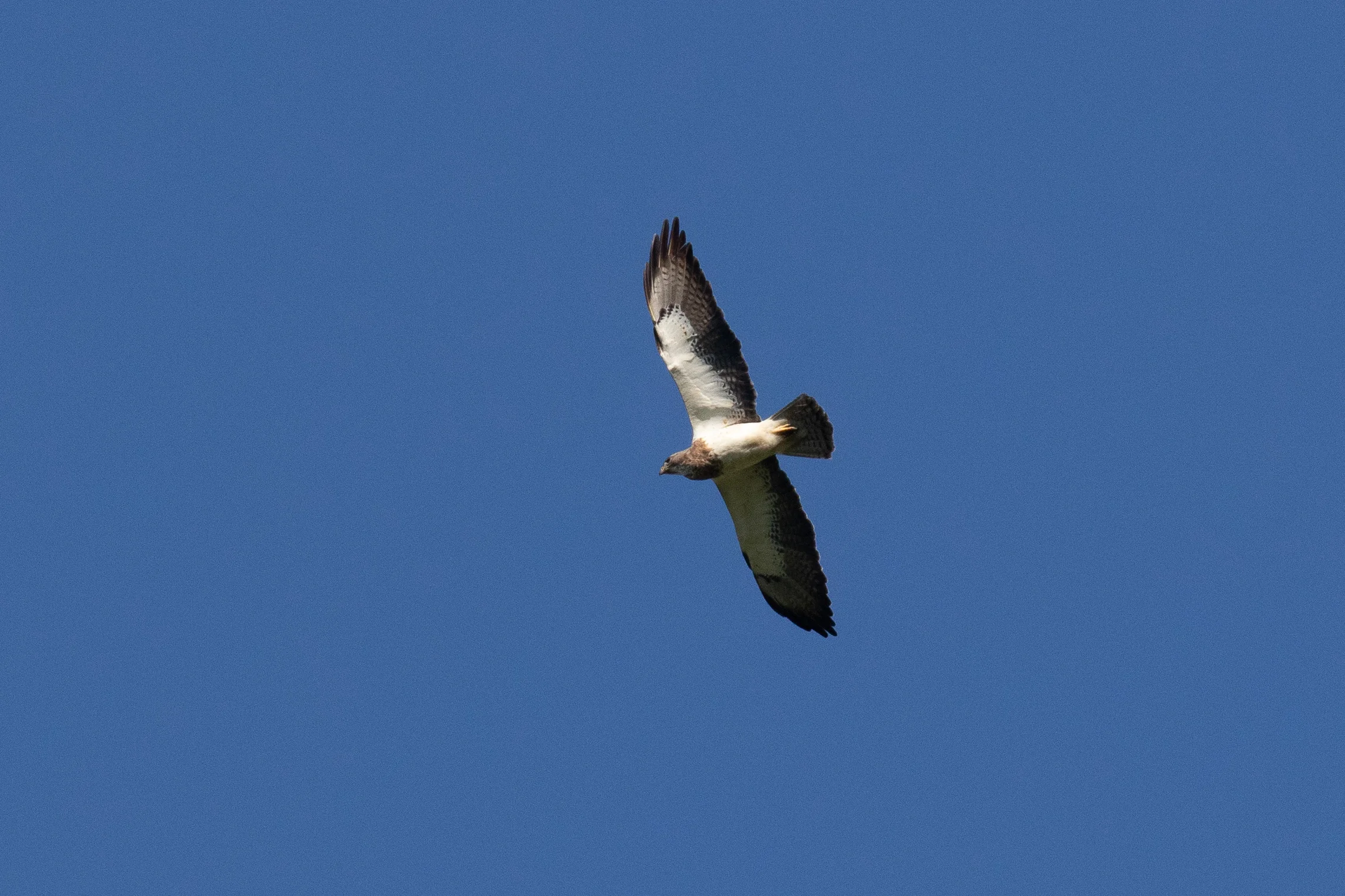 Swainson's Hawk