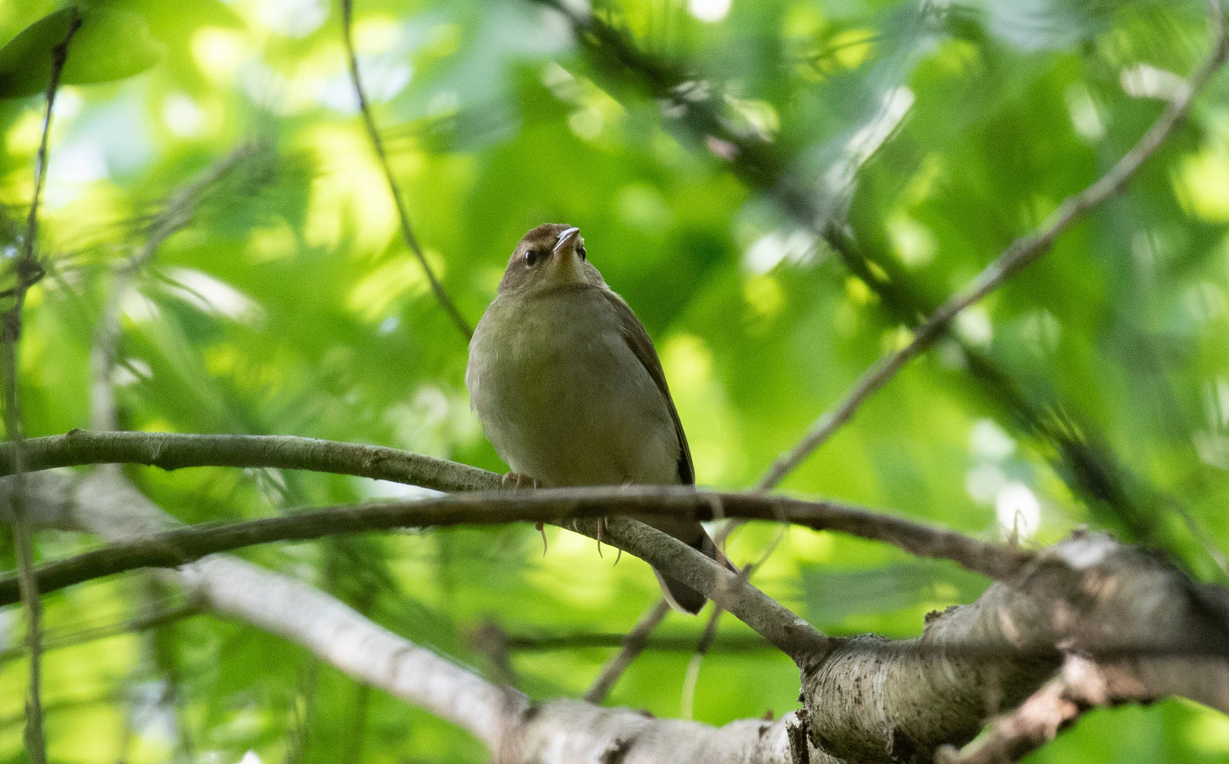Swainson's Warbler