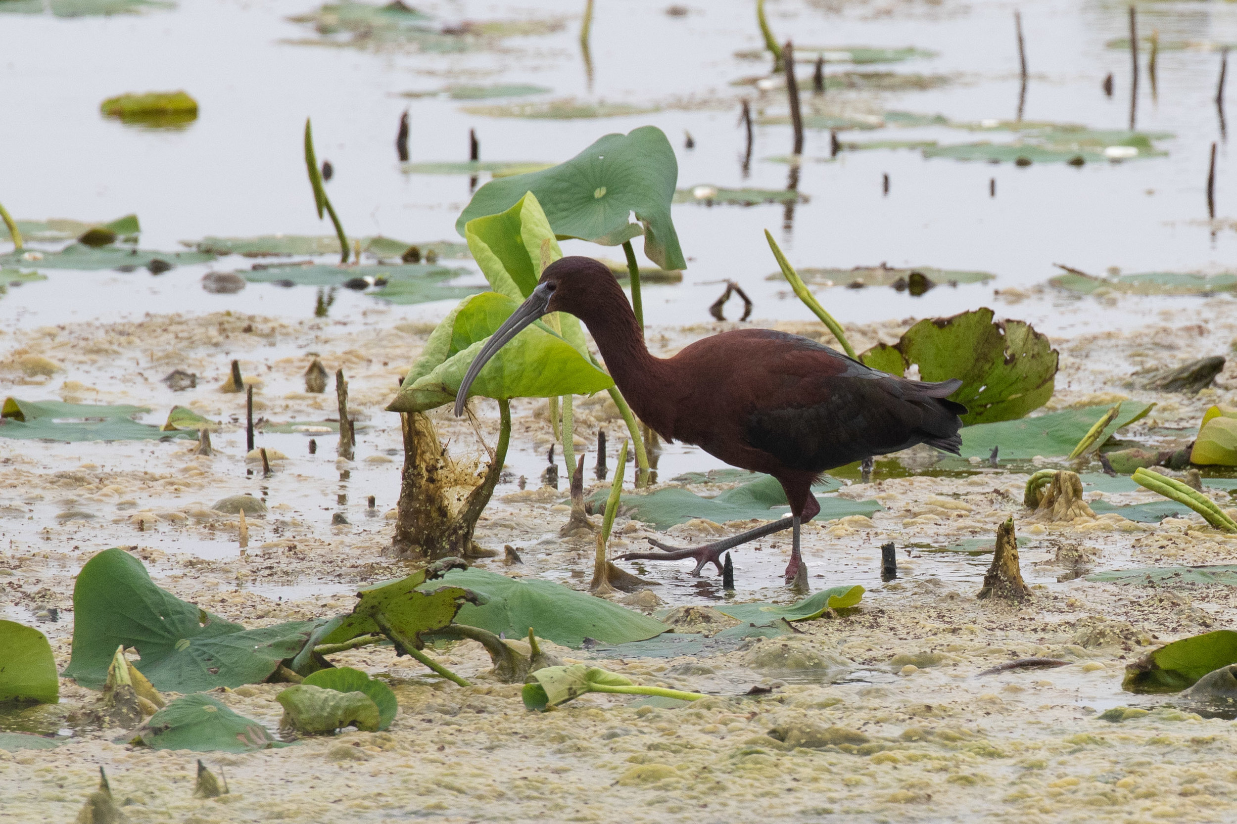 Glossy Ibis