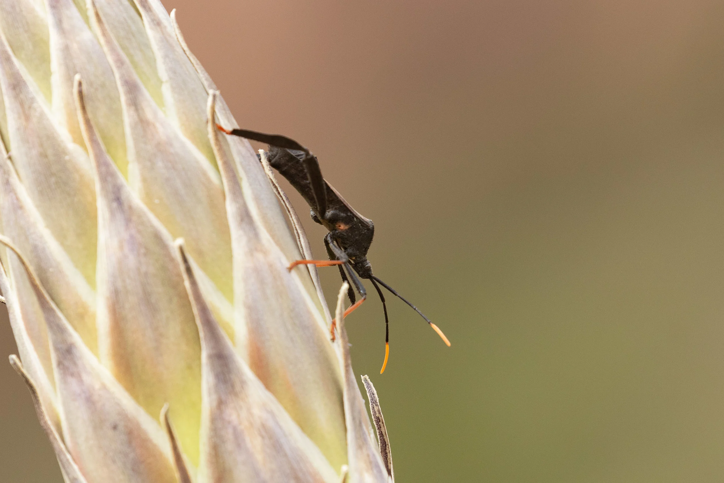 Agave bug