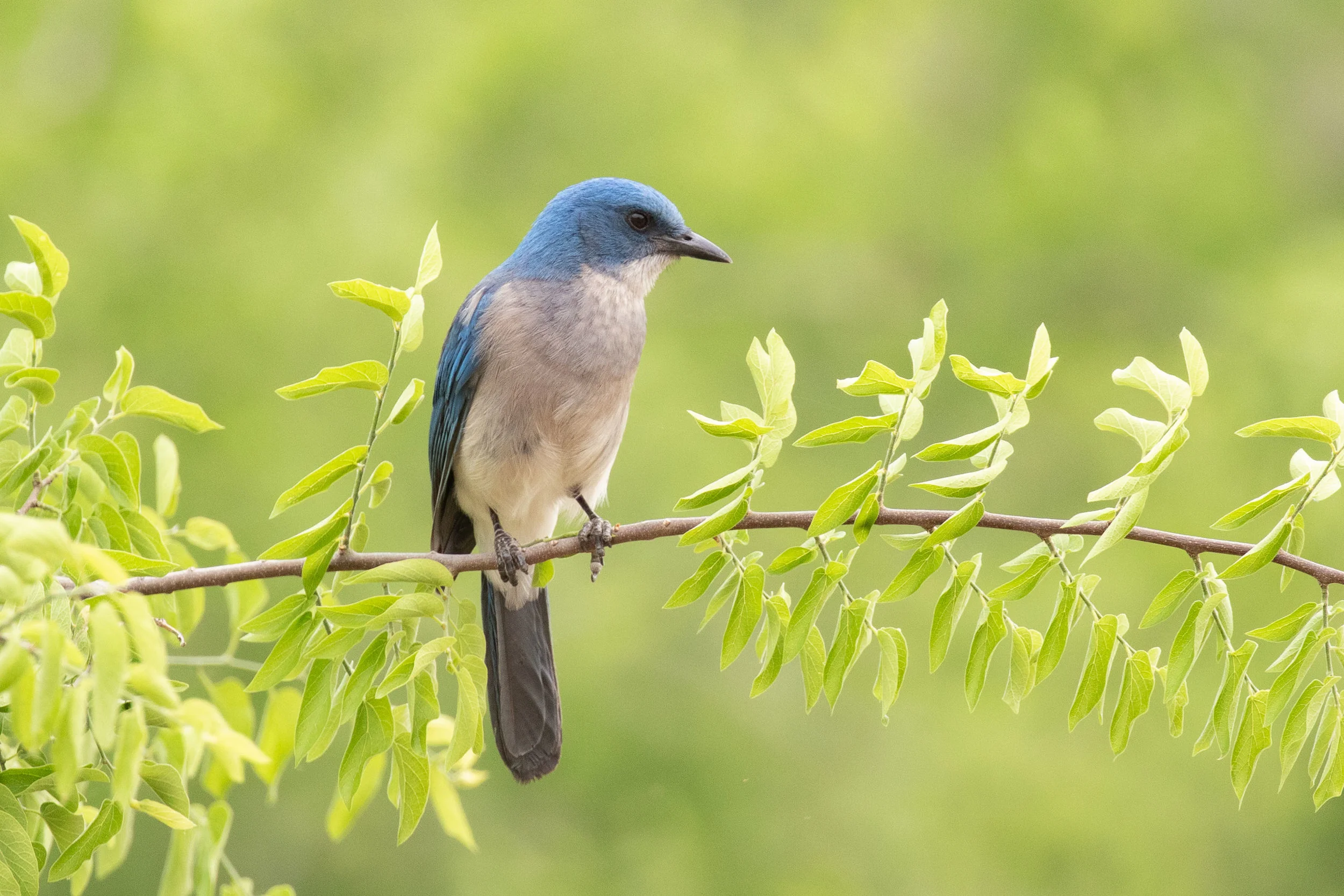 Mexican Jay