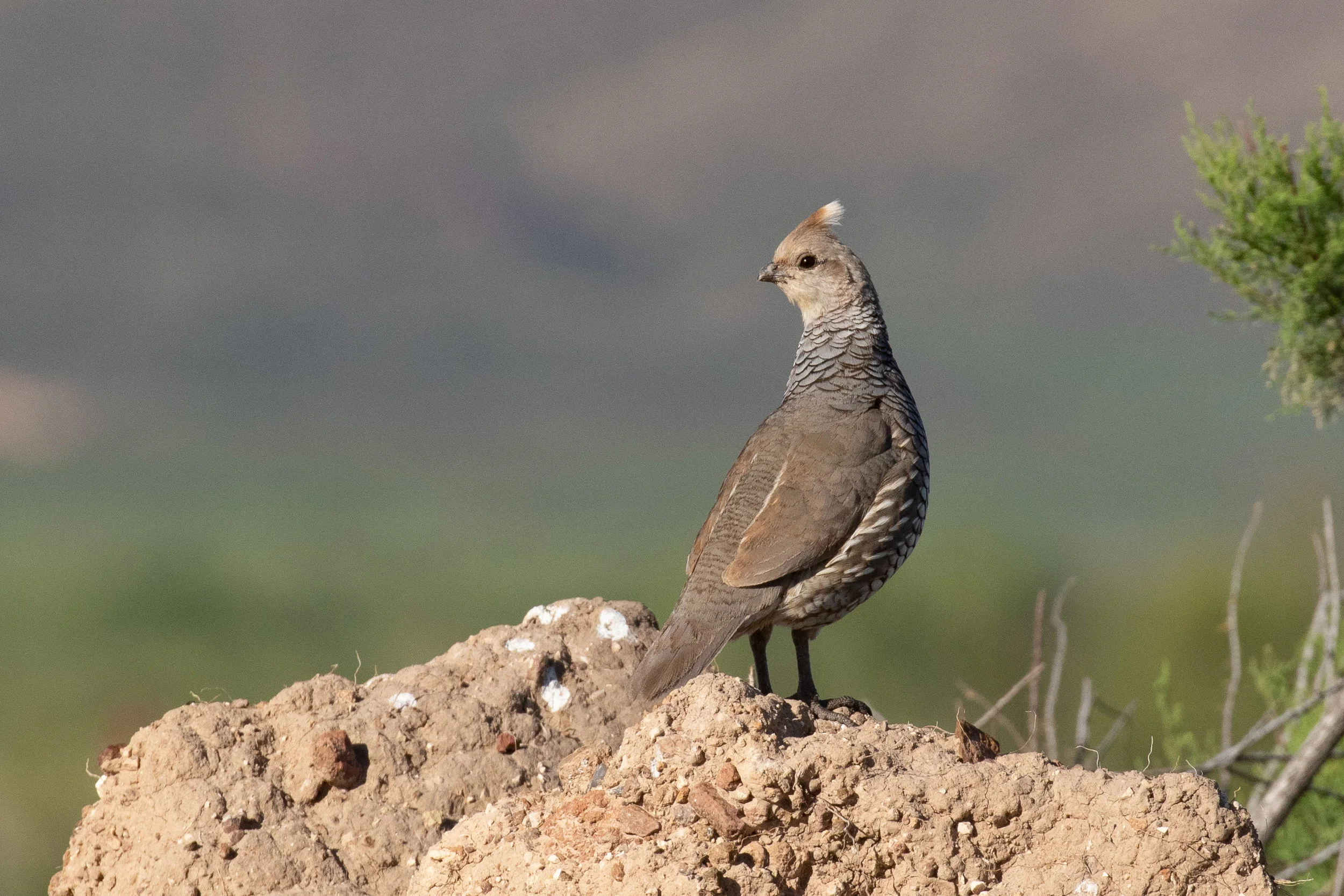 Scaled Quail