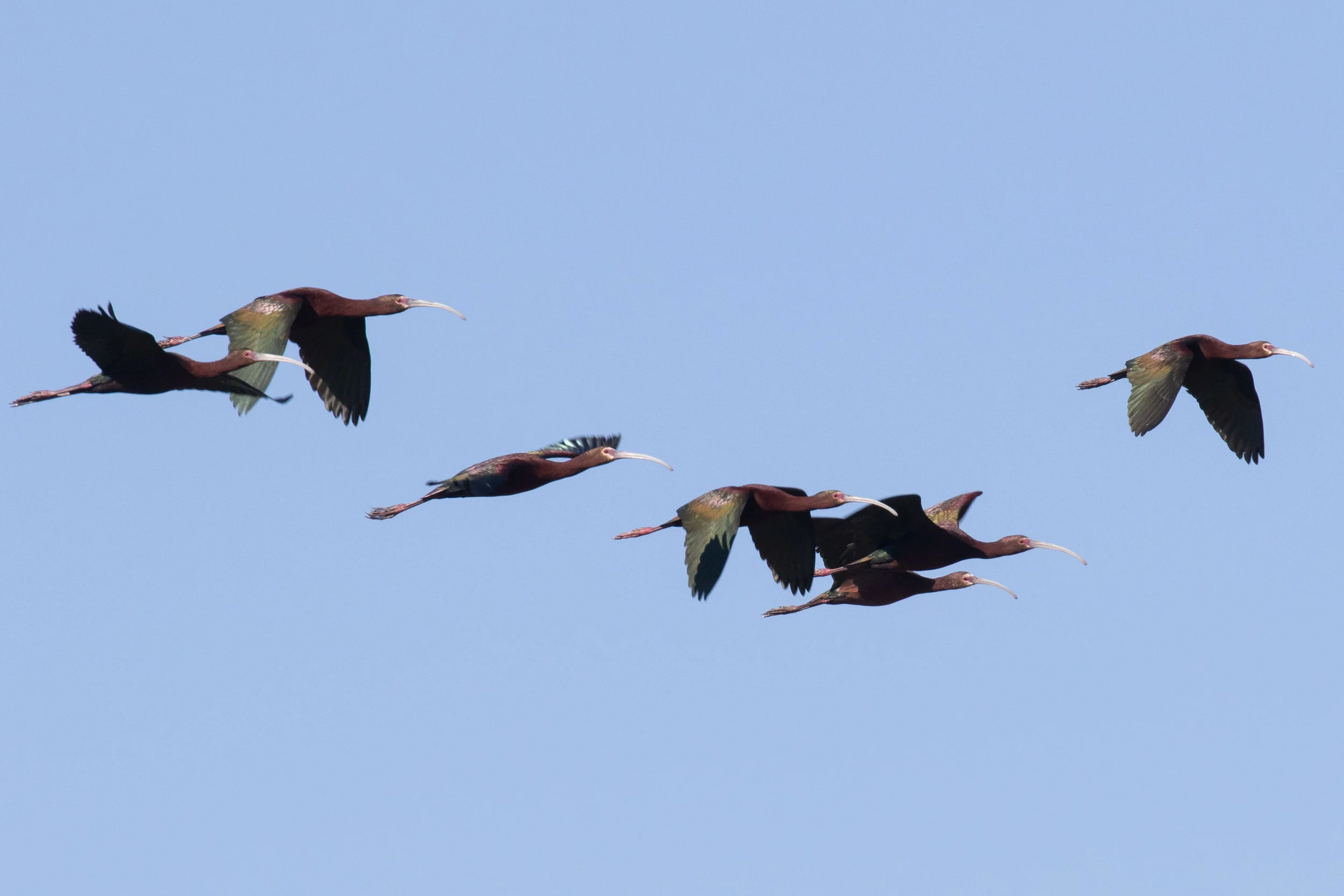 White-faced Ibis