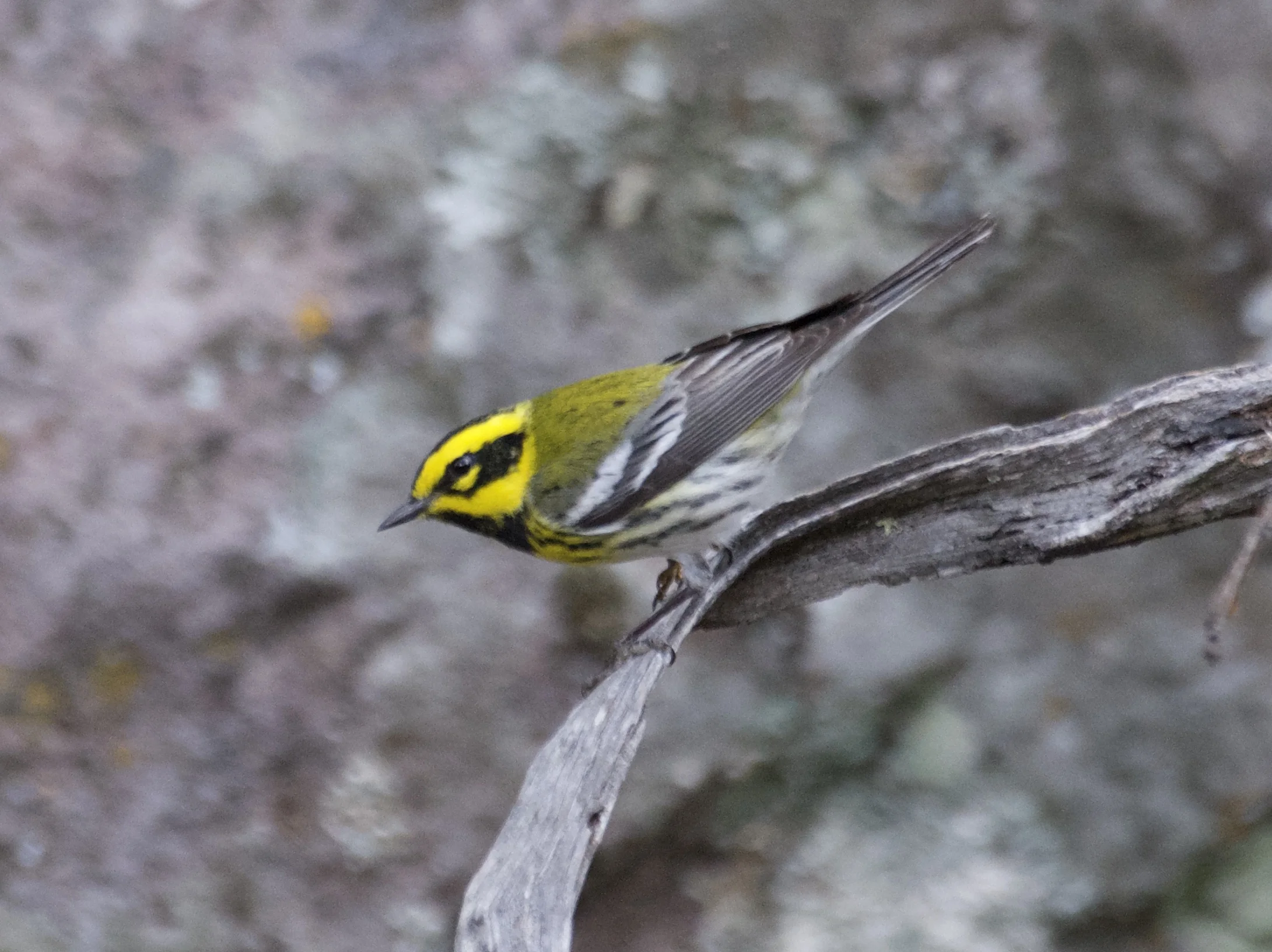 Townsend's Warbler