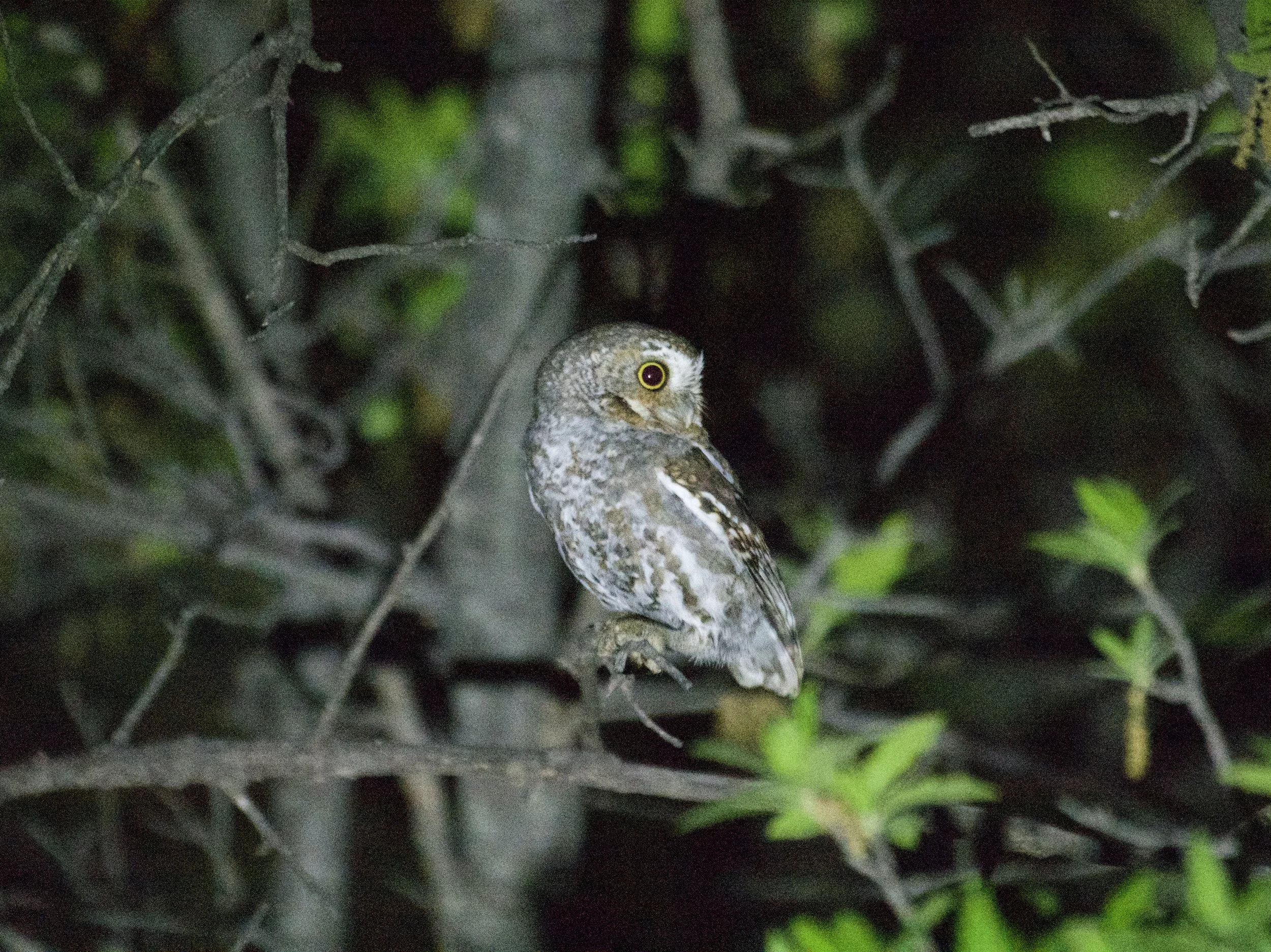 Elf Owl