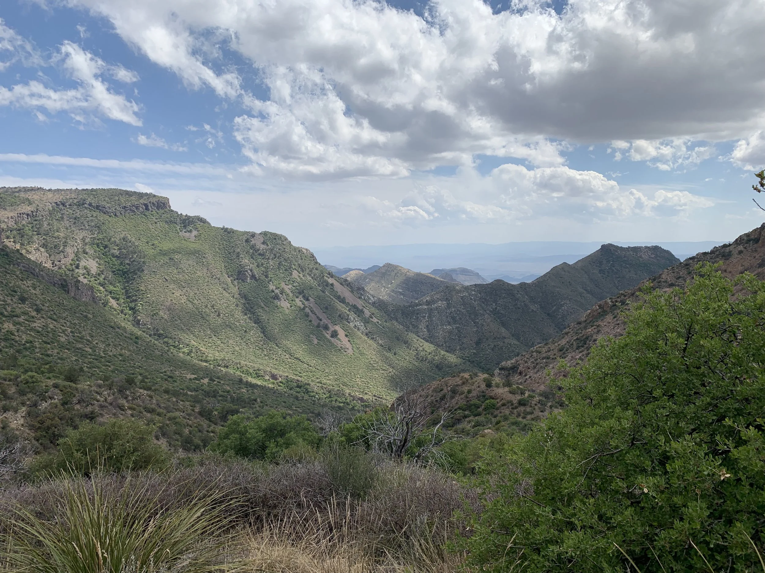 Colima Warbler hike!