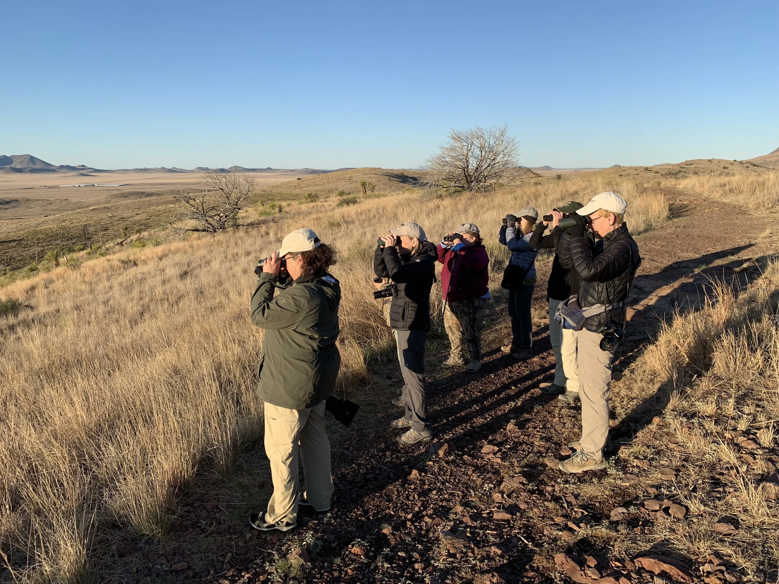 Birding in the Davis Mountains