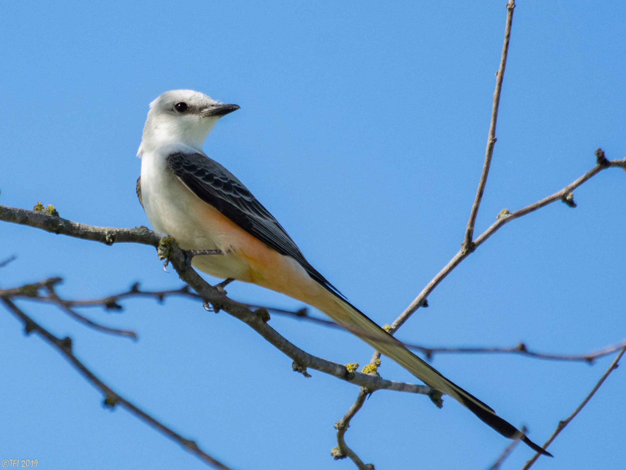 Scissor-tailed Flycatcher