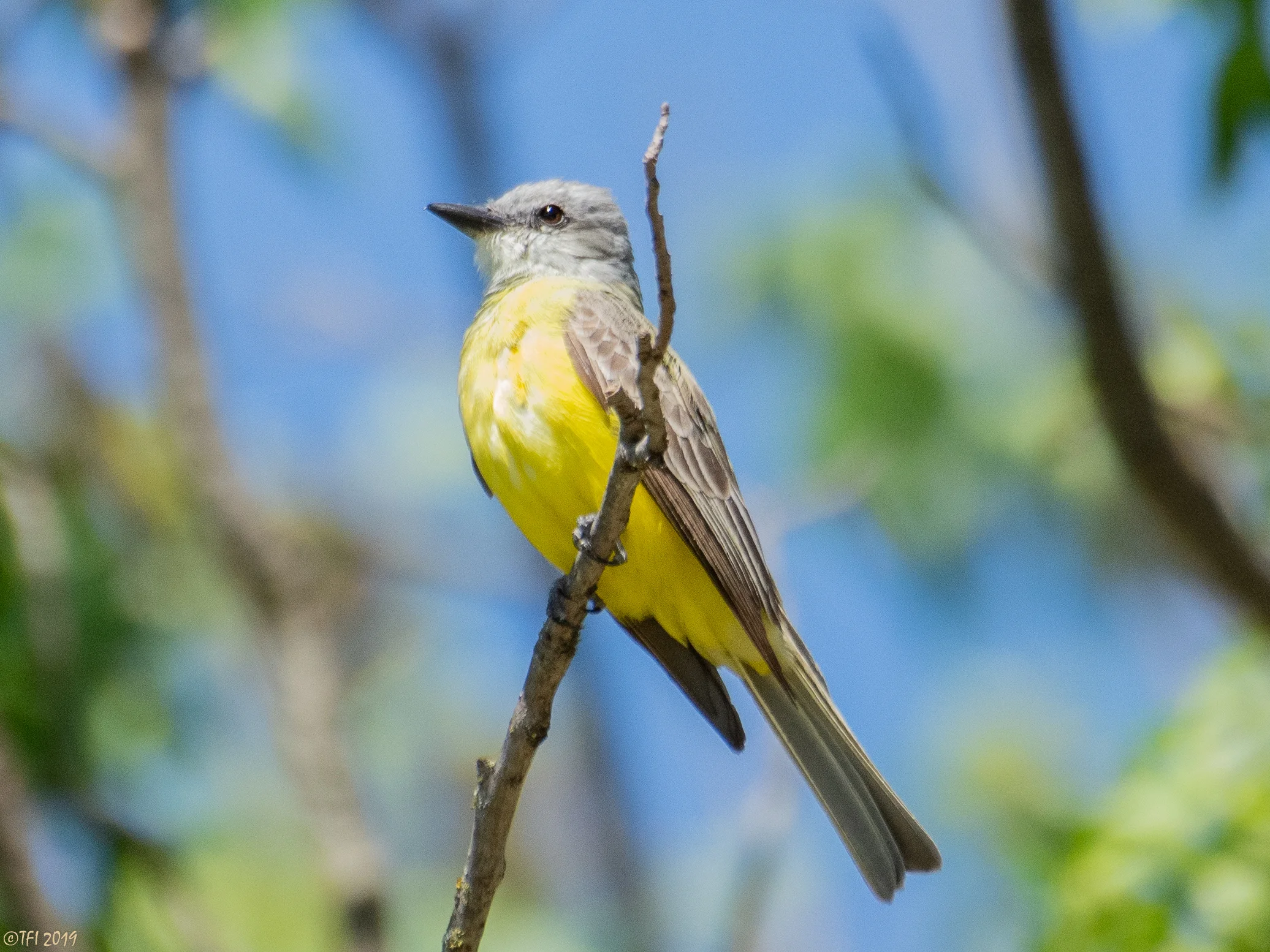 Couch's Kingbird