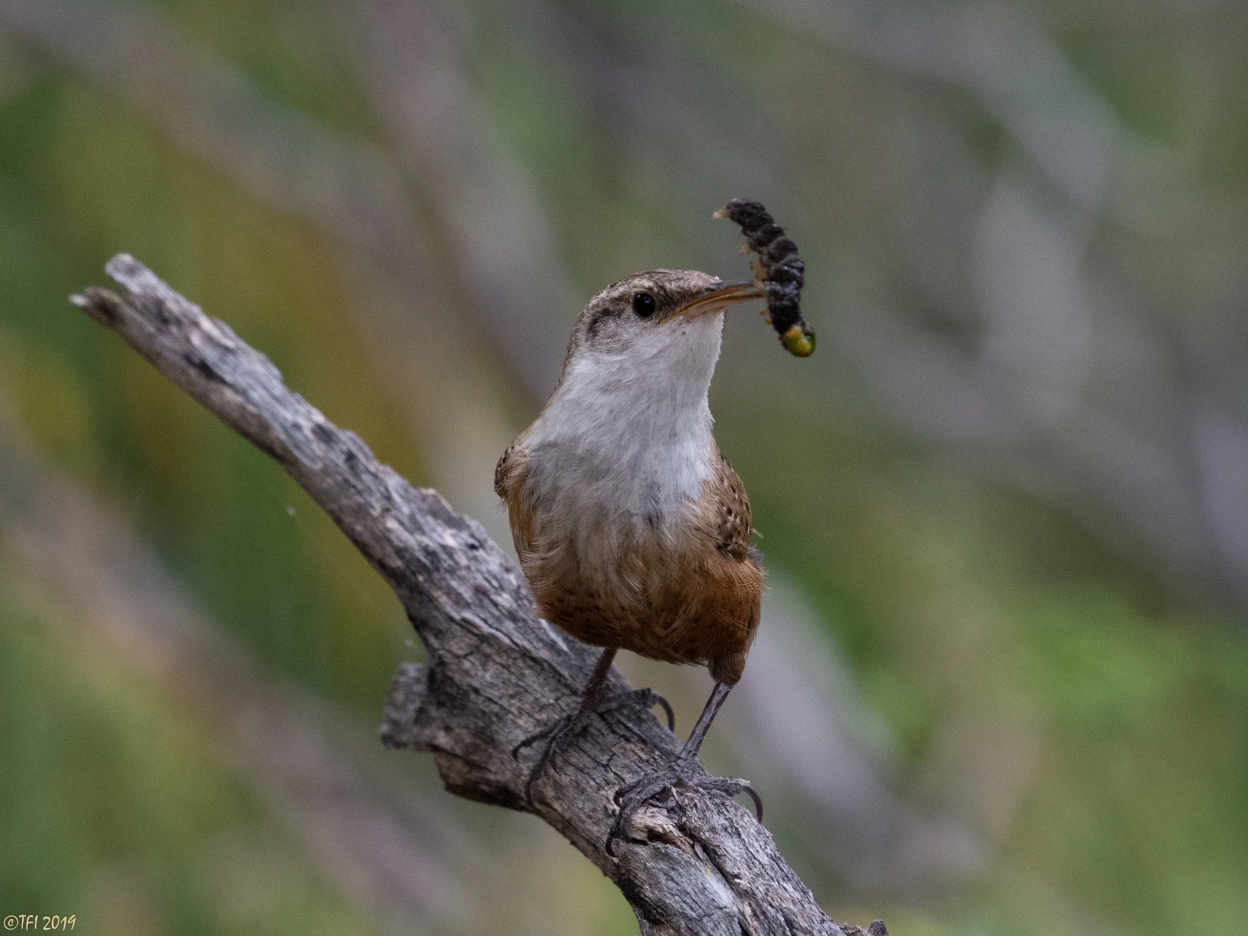 Canyon Wren delivering food to its nest