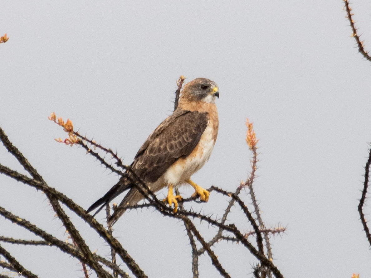 Swainson's Hawk