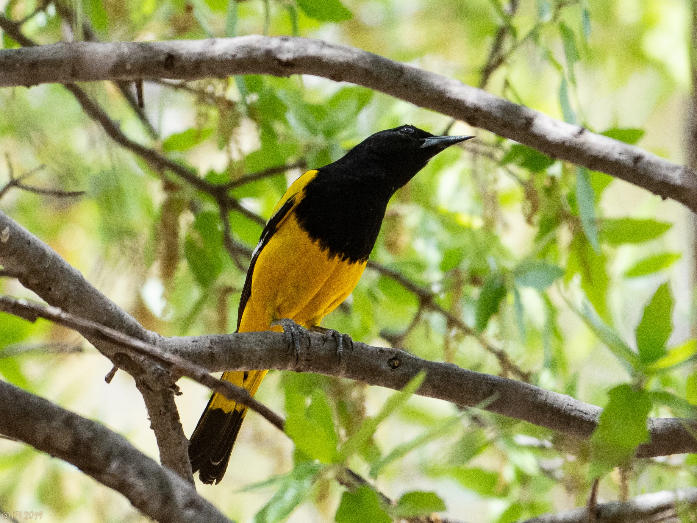 Scott's Oriole