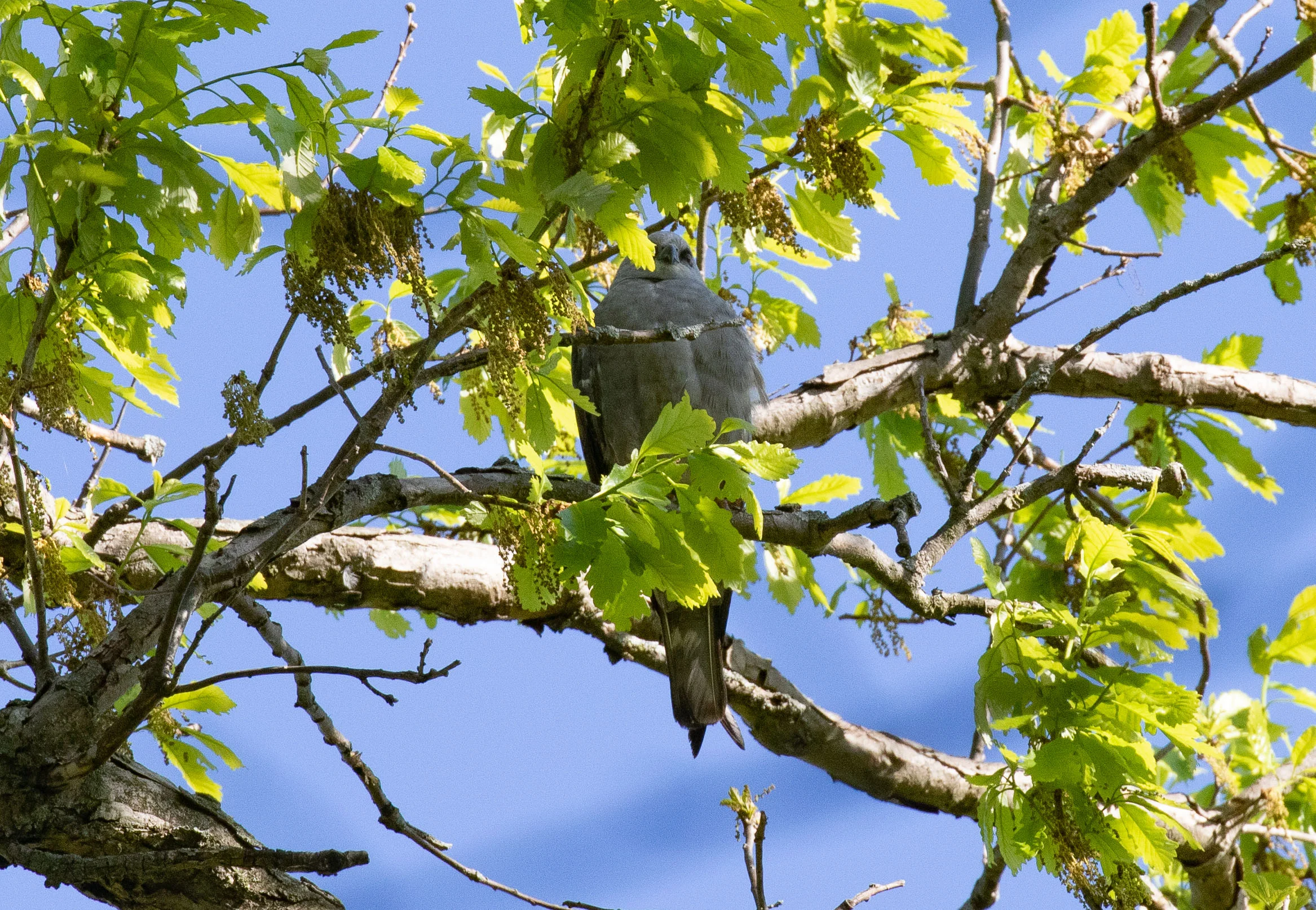 Mississippi Kite at Perkins Woods in Evanston.