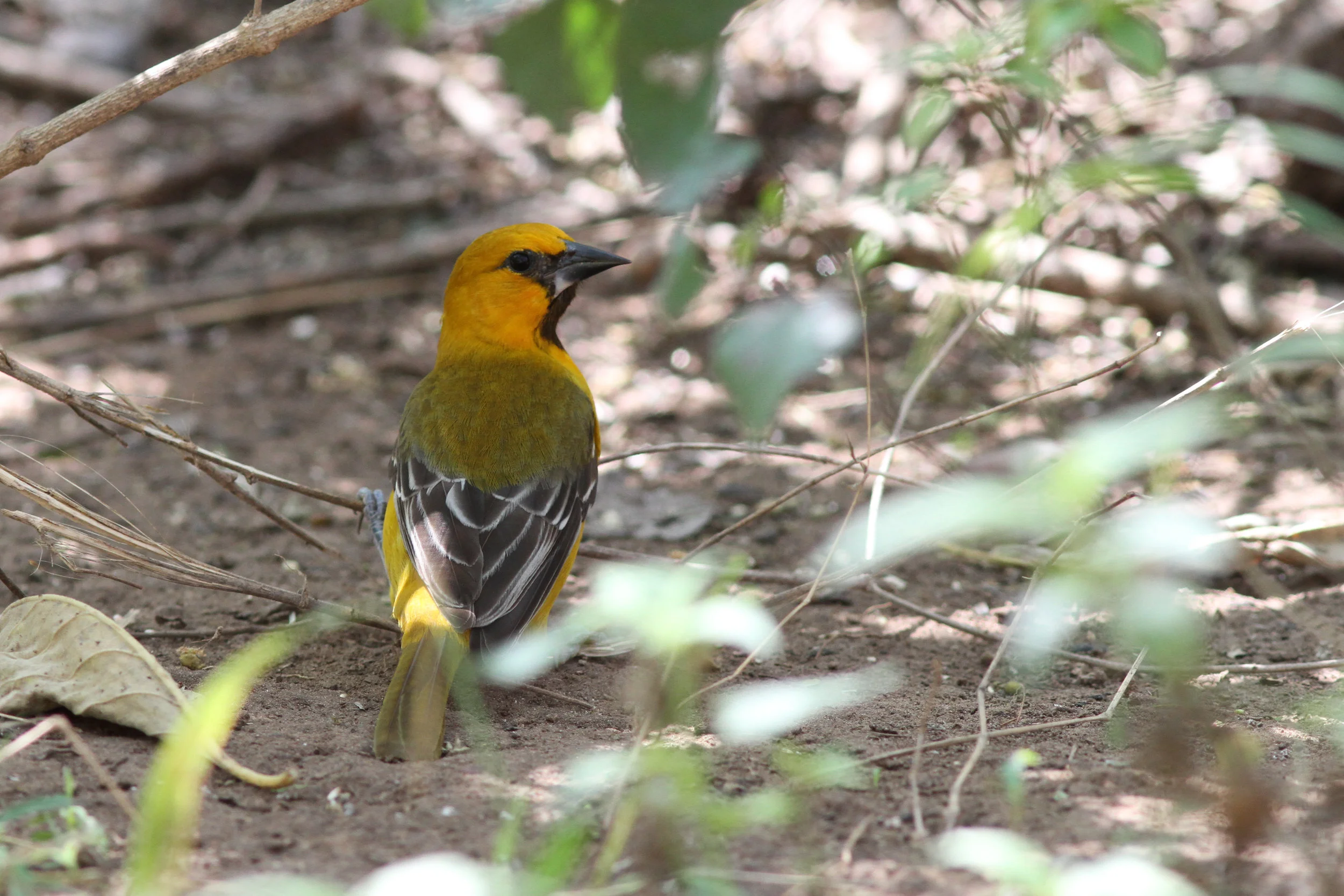 Altamira Oriole is found in the borderlands of South Texas. Photo by Nathan Goldberg.