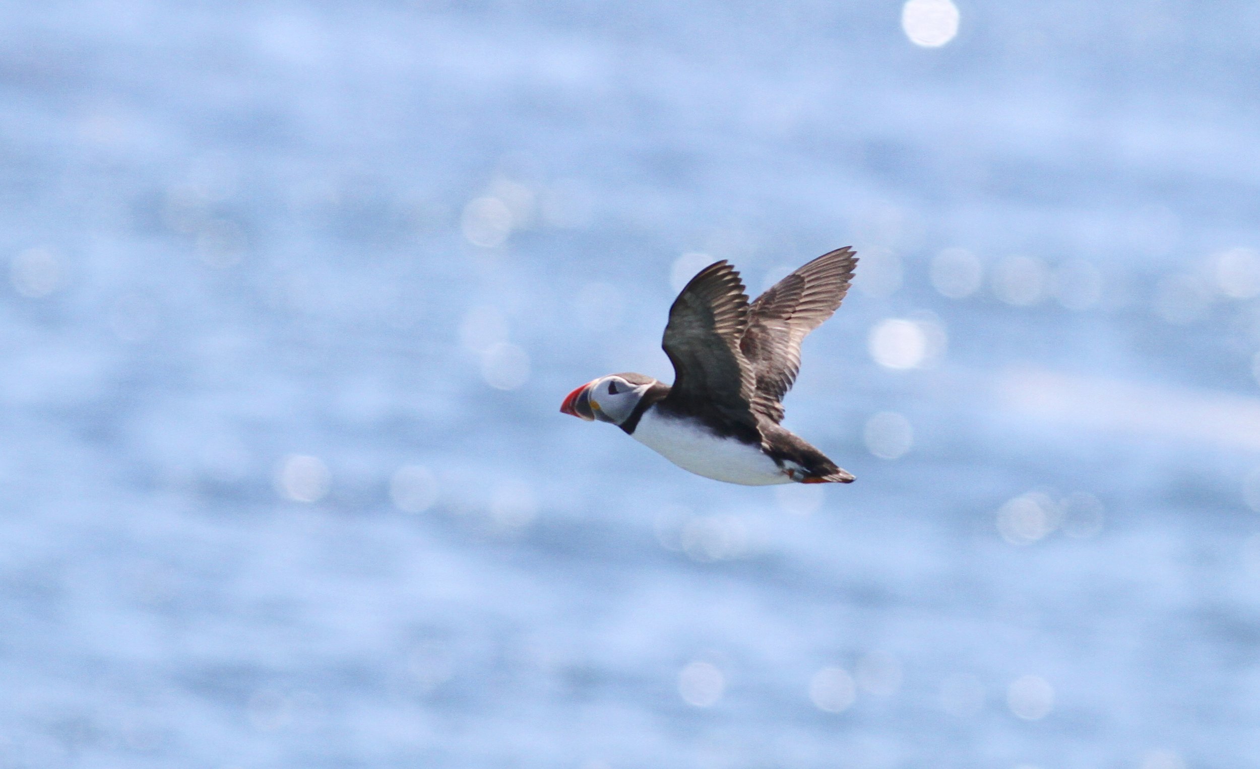Atlantic Puffin
