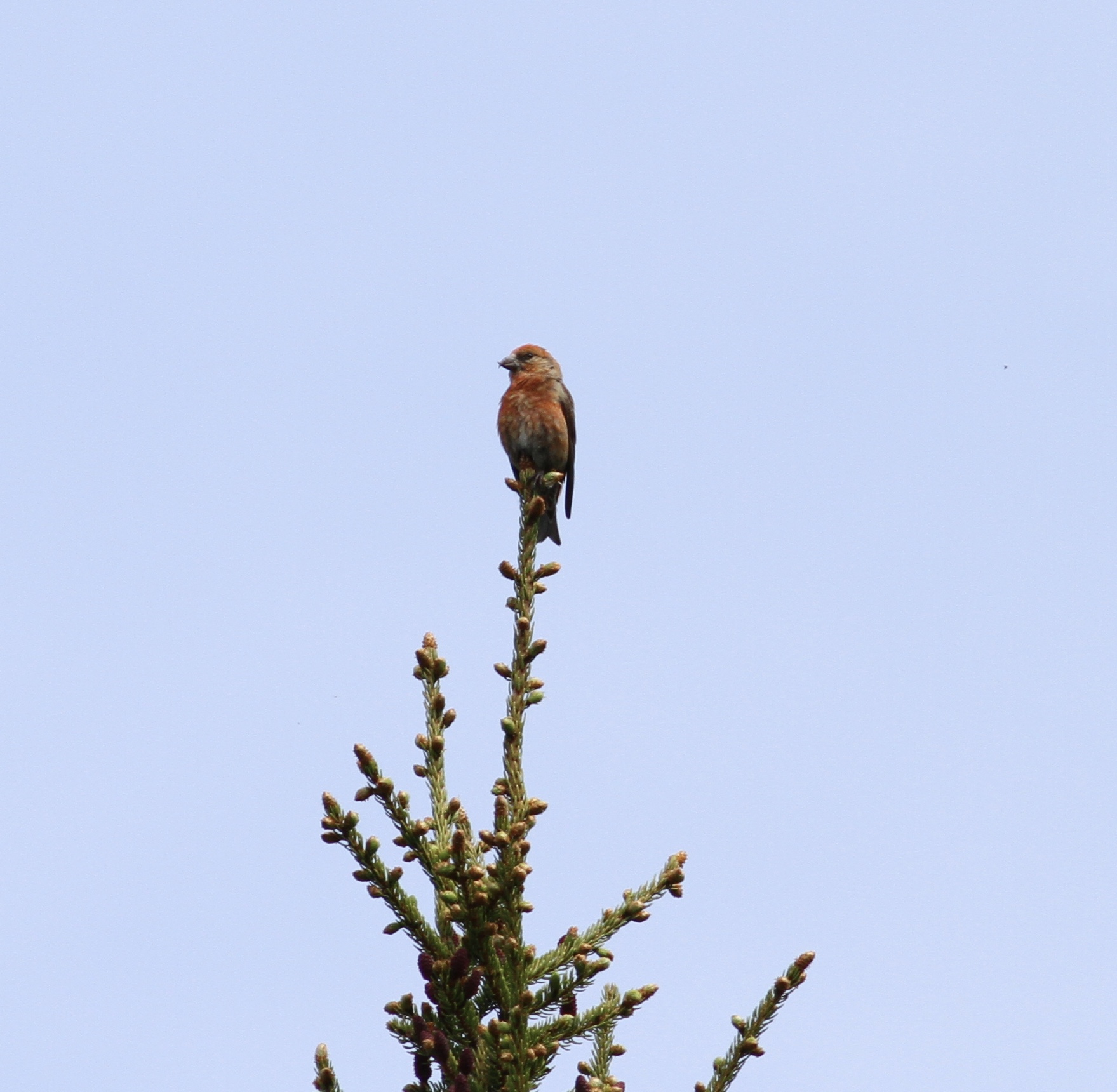 Red Crossbill