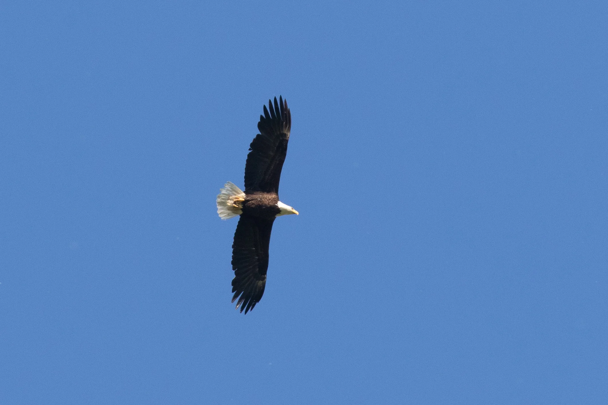 Bald Eagle