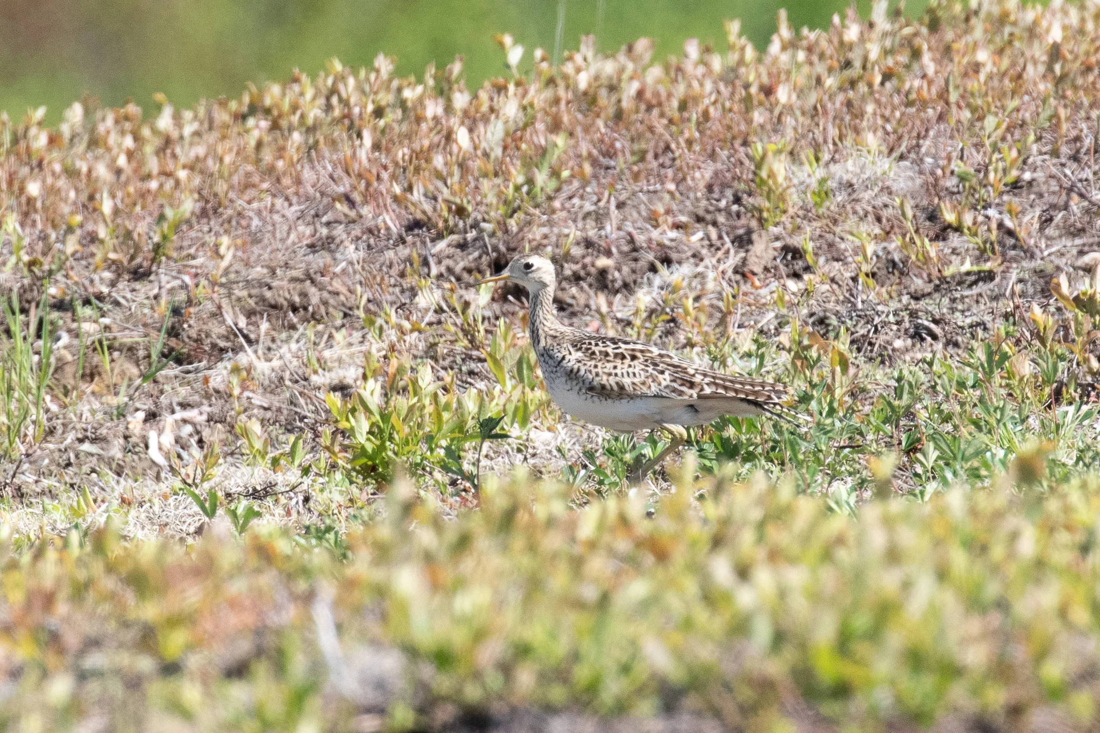 Upland Sandpiper