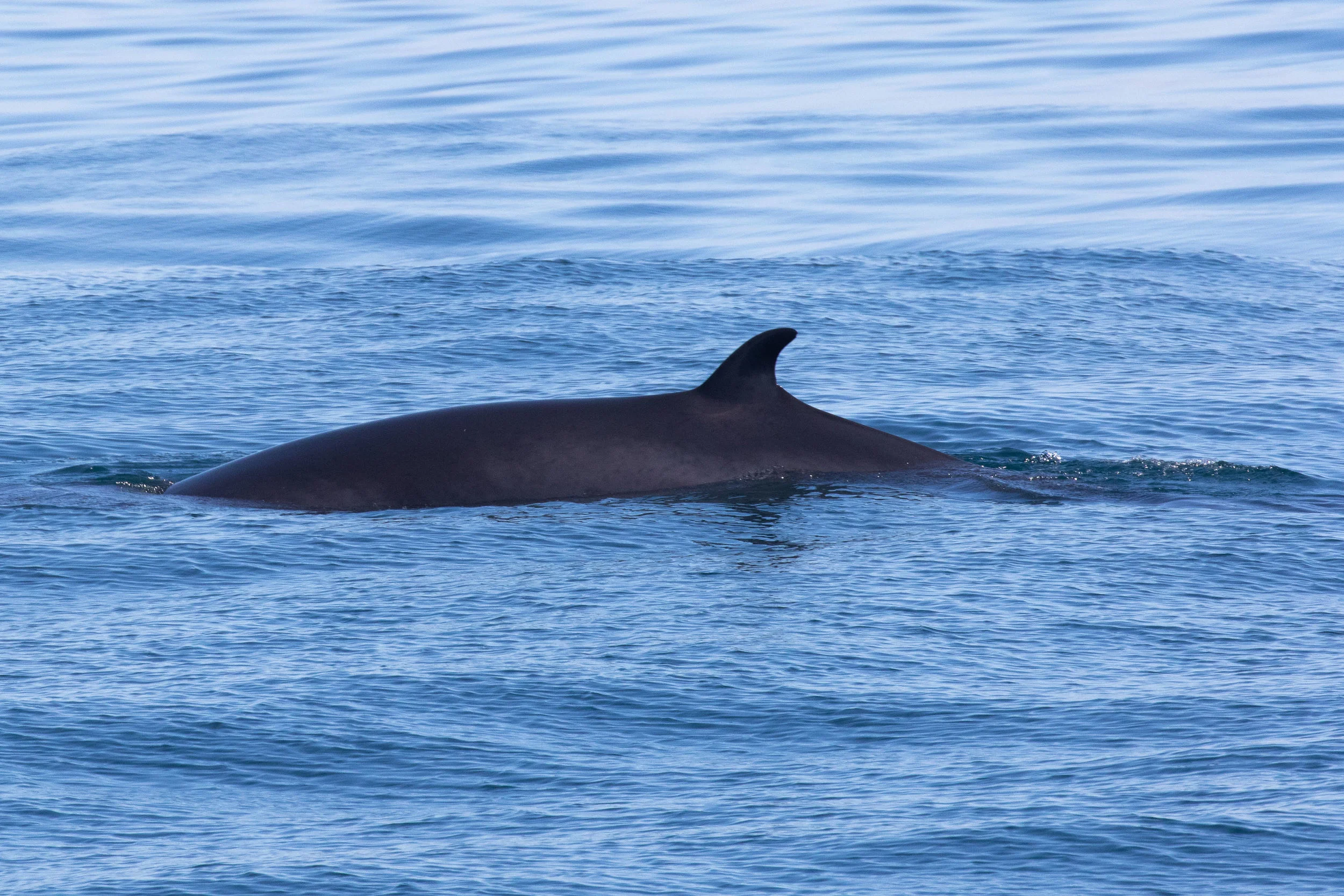 Minke Whale