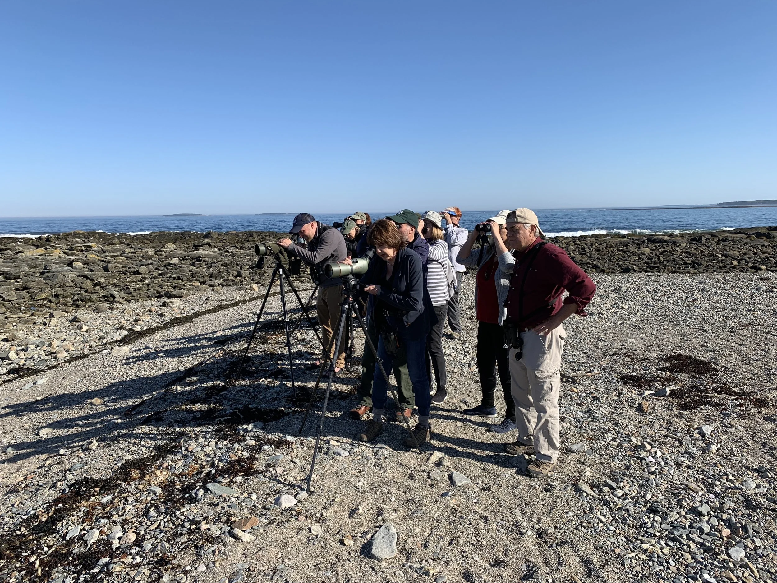 Birding along the Acadia coast