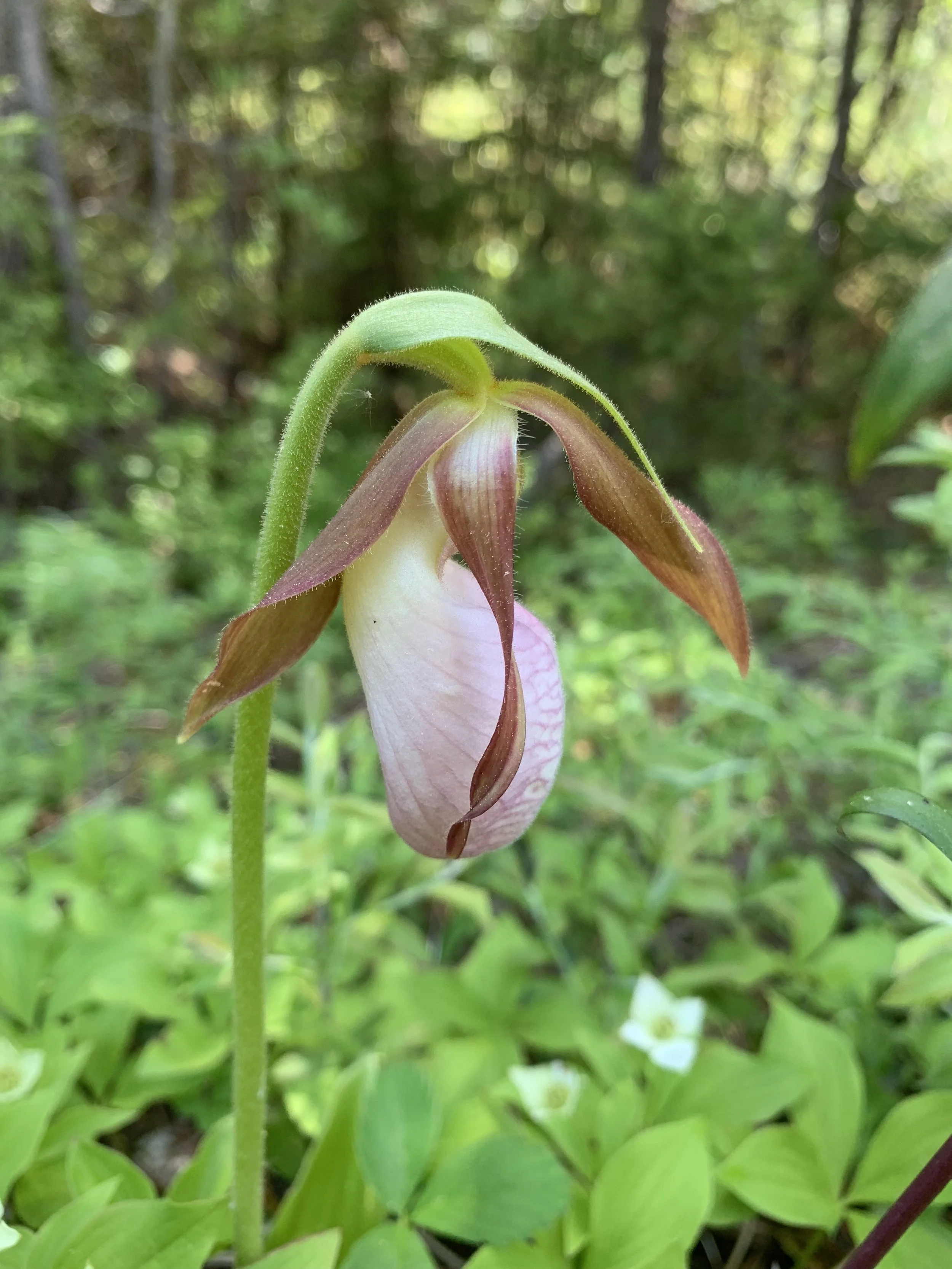 Pink Lady Slipper