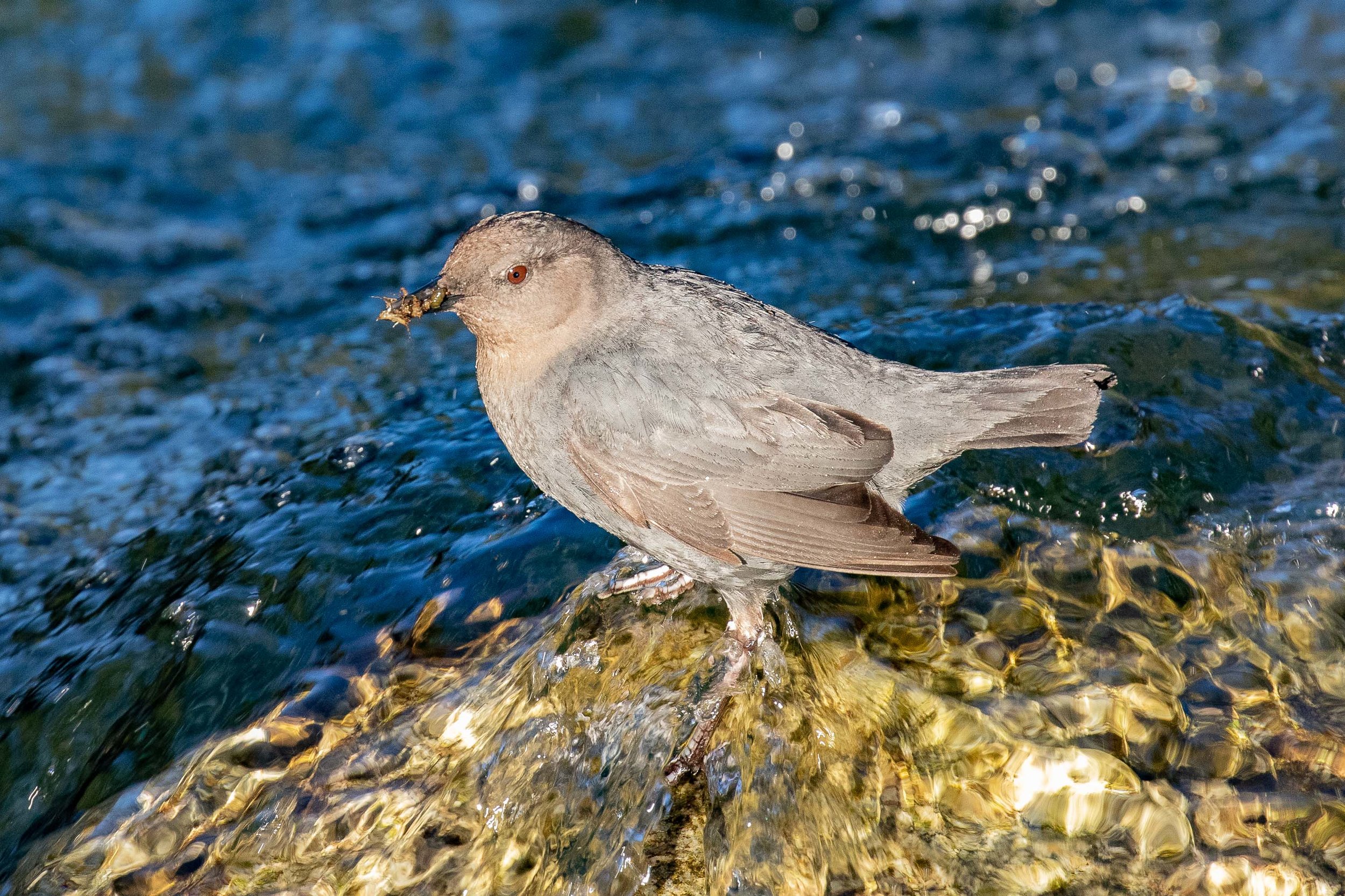 American Dipper