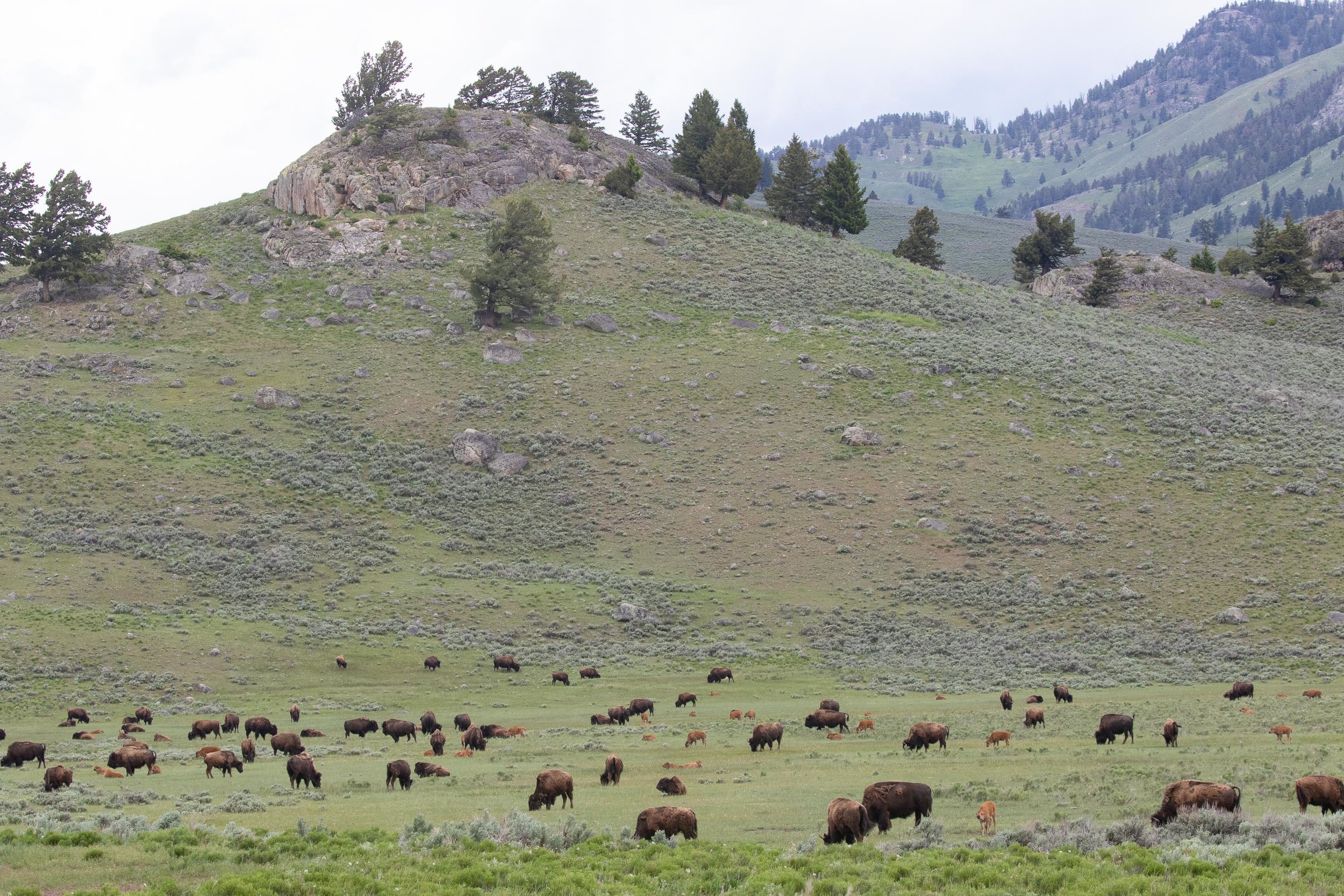 Bison in Yellowstone