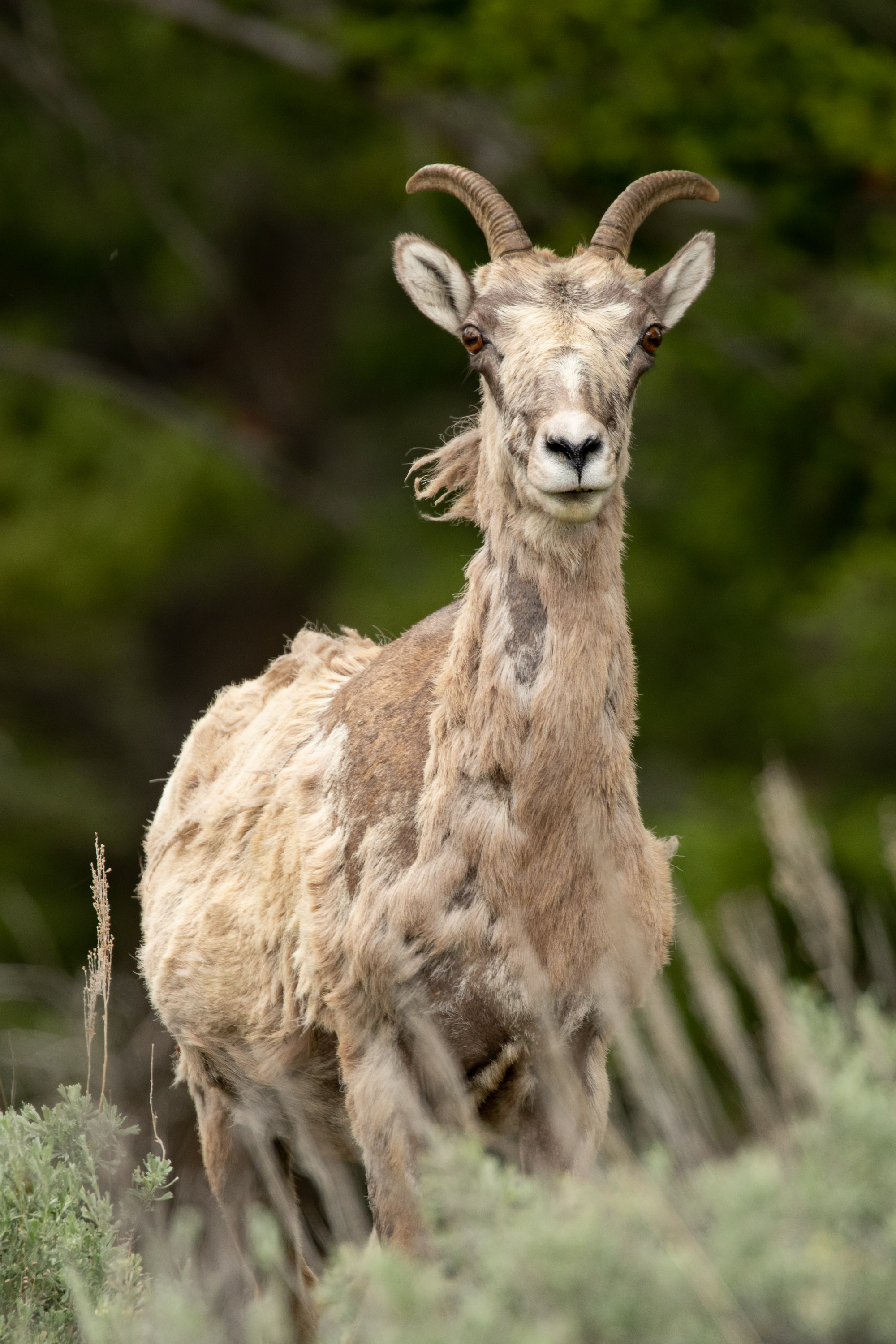 Bighorn Sheep