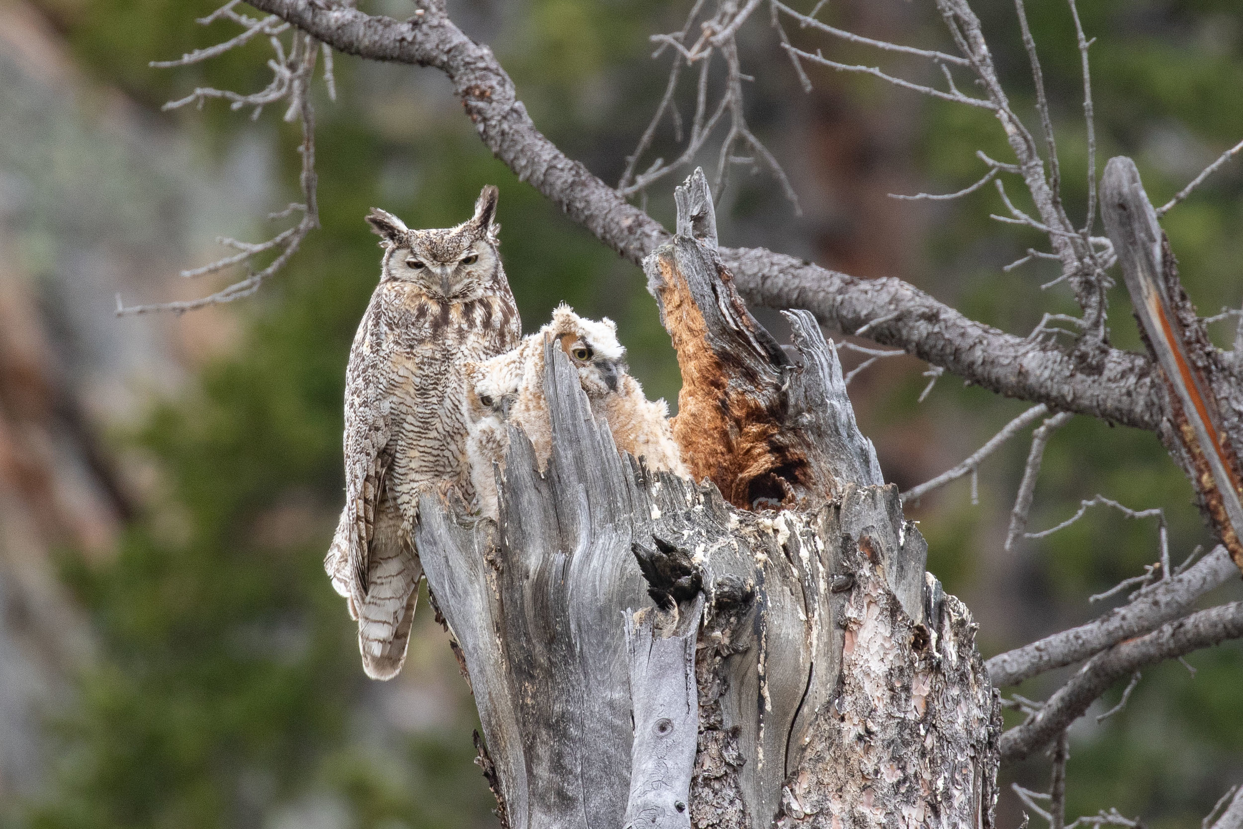 Great Horned Owl with chicks