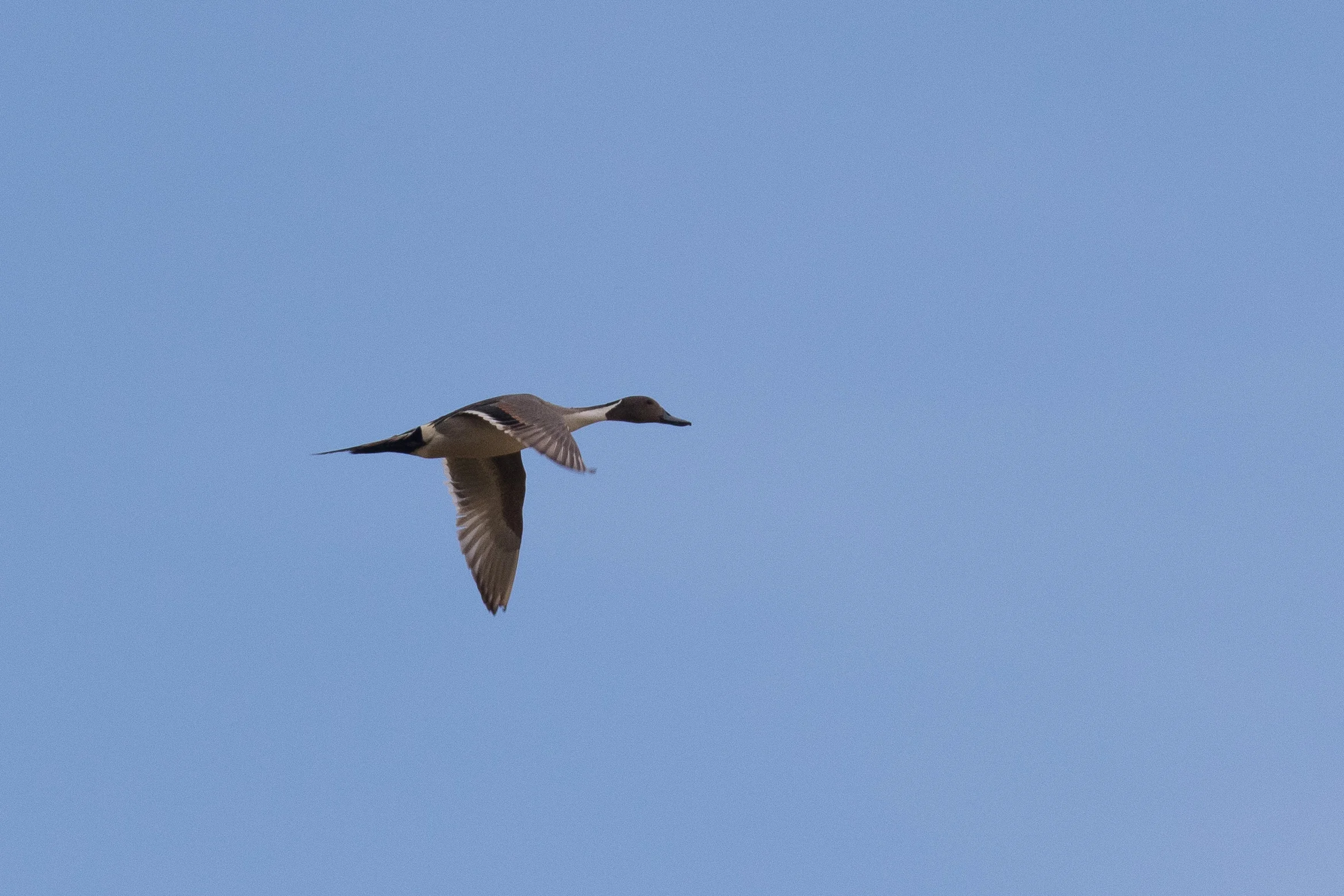 Northern Pintail