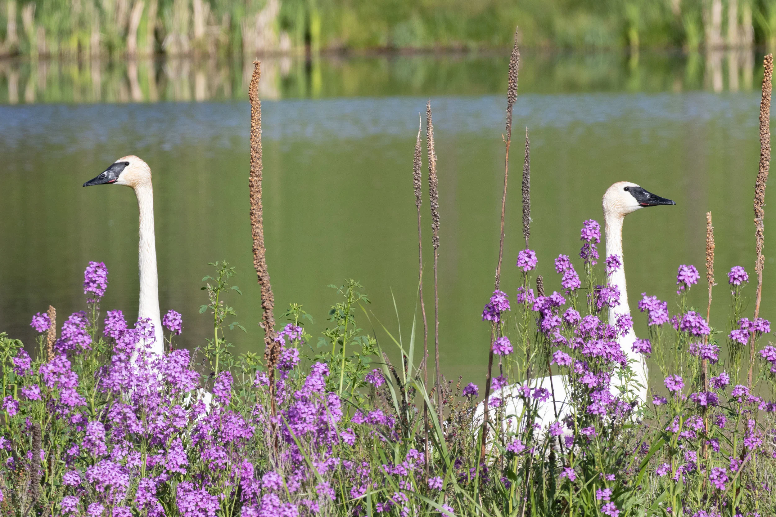 Trumpeter Swan