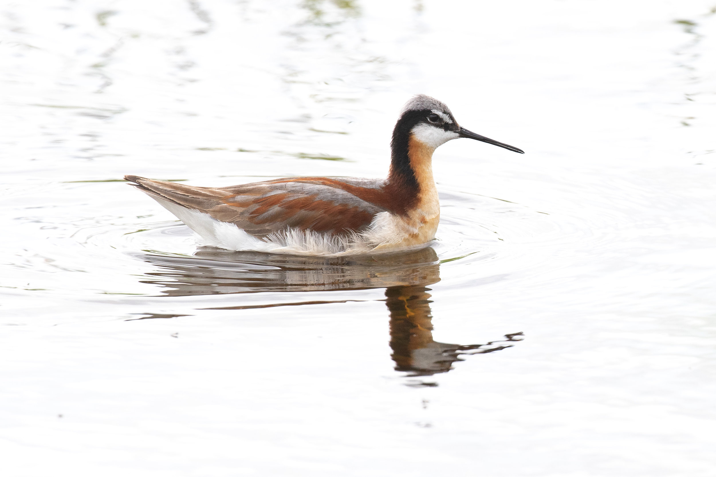 Wilson's Phalarope