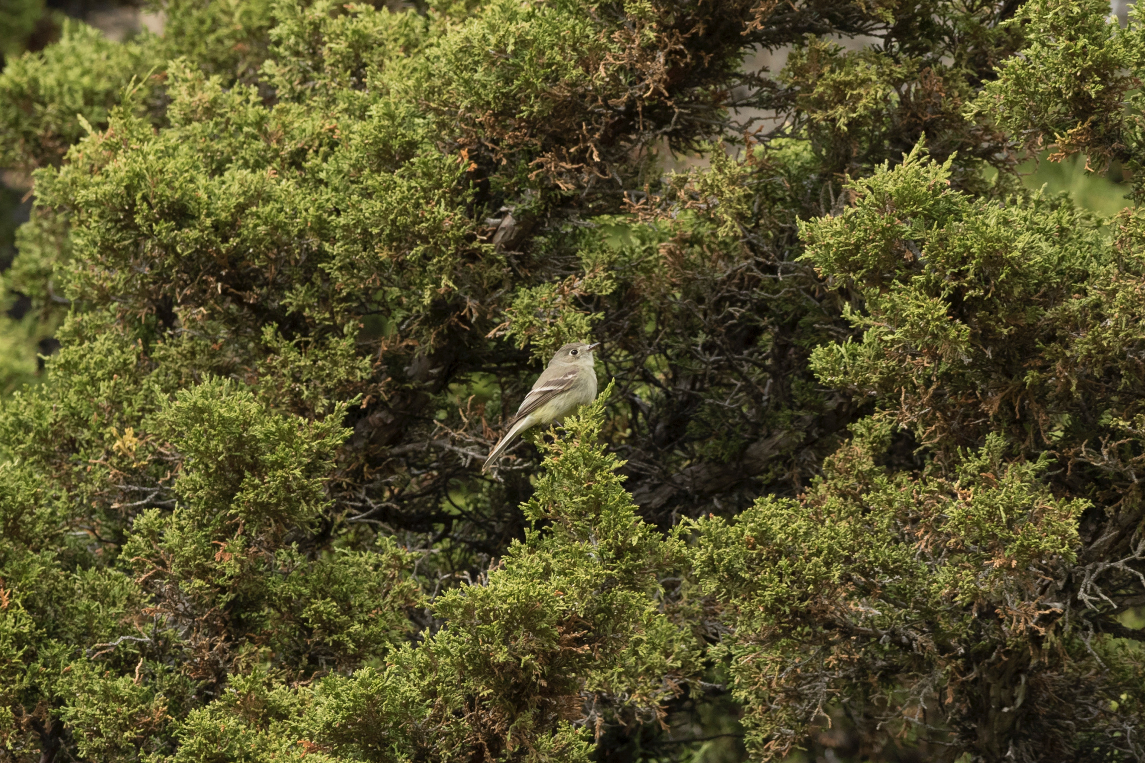 Gray Flycatcher