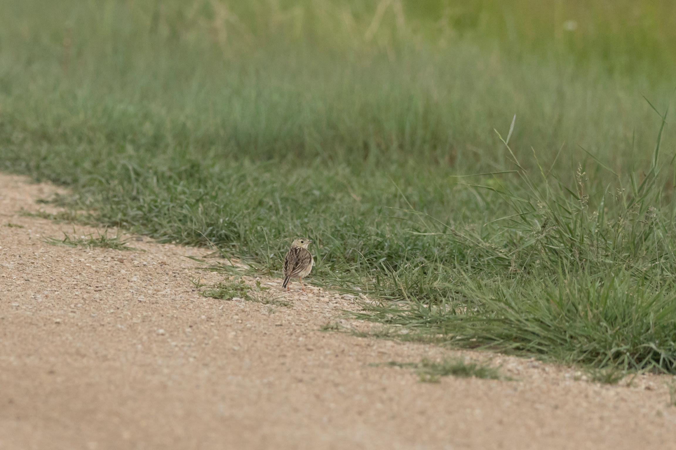 Sprague's Pipit