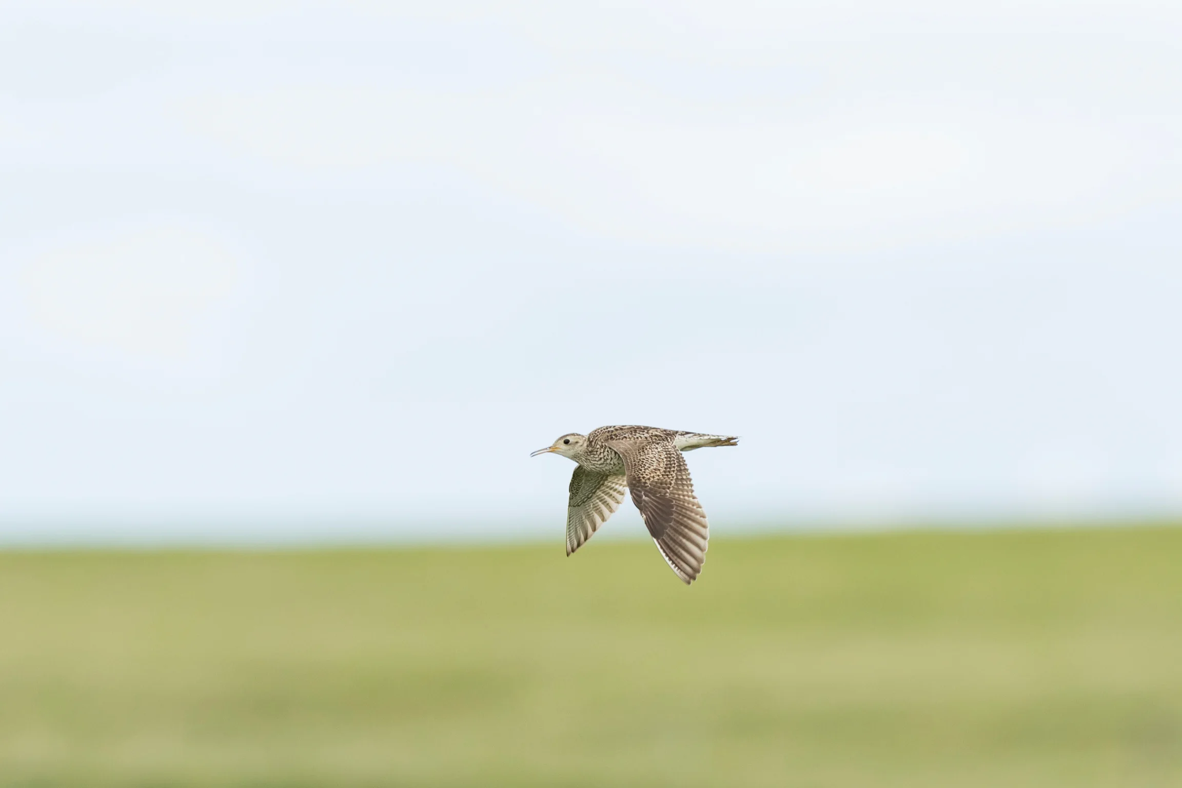 Upland Sandpiper