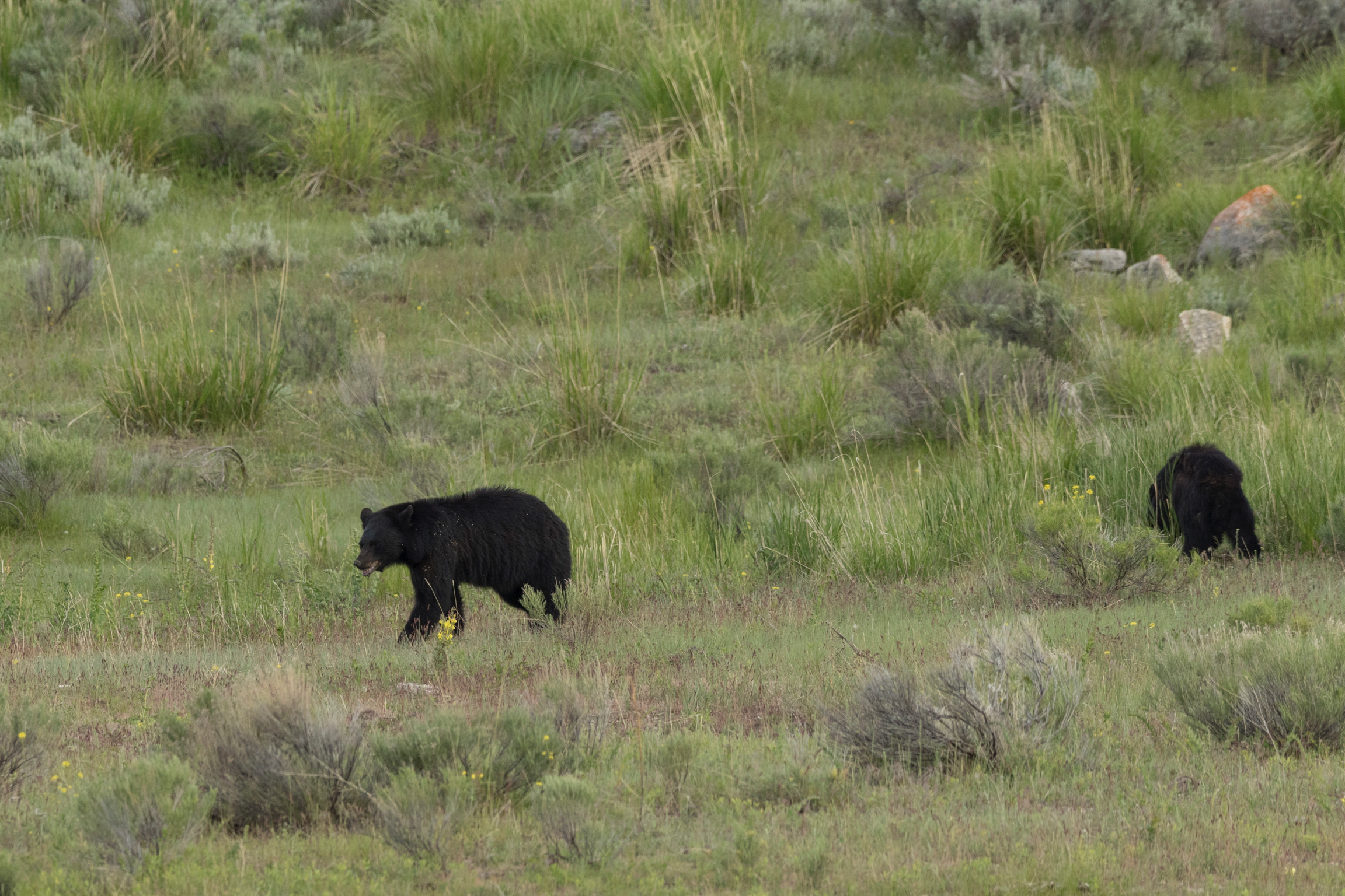 Black Bear