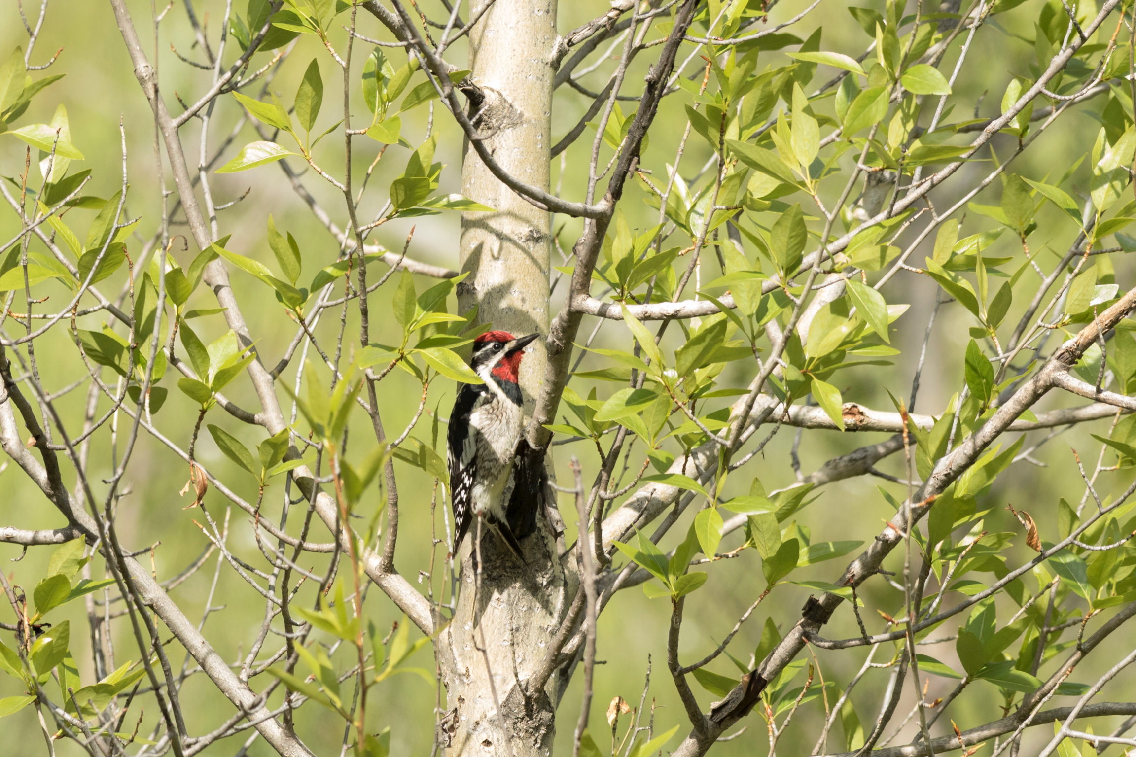 Red-naped Sapsucker