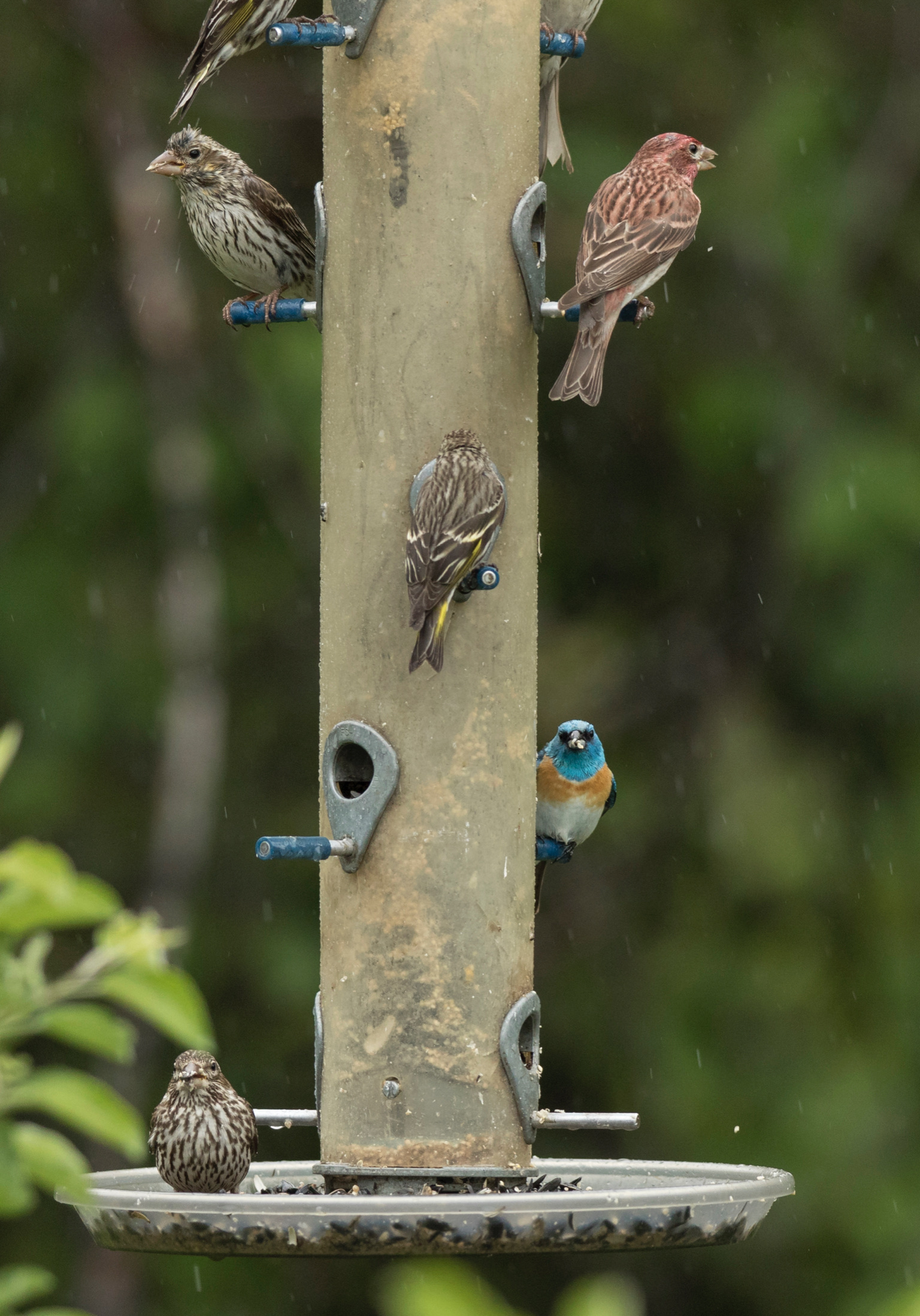 Excellent feeder birds