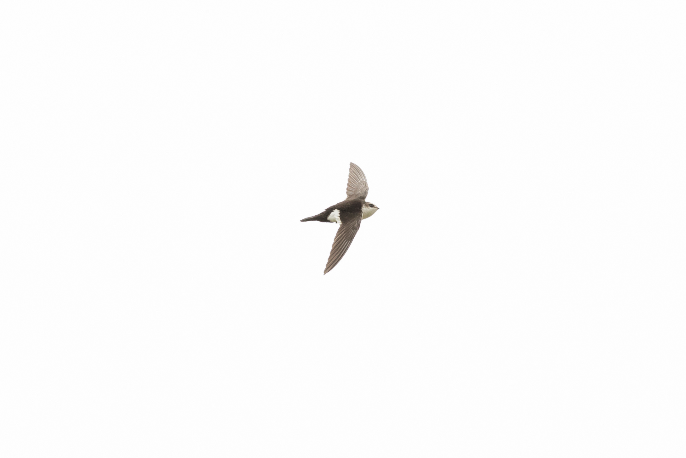 White-throated Swift