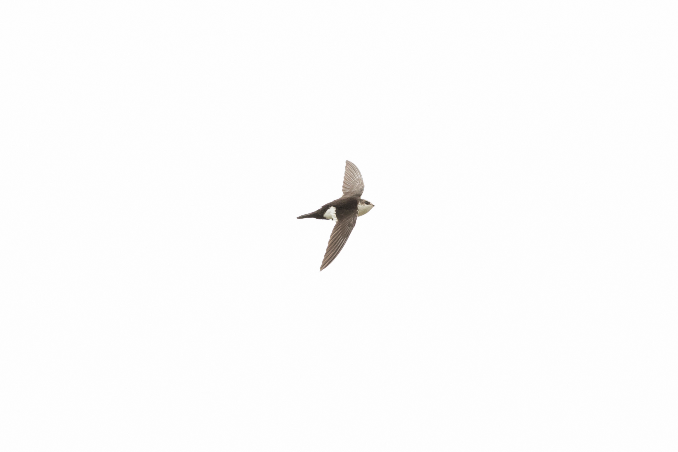 White-throated Swift