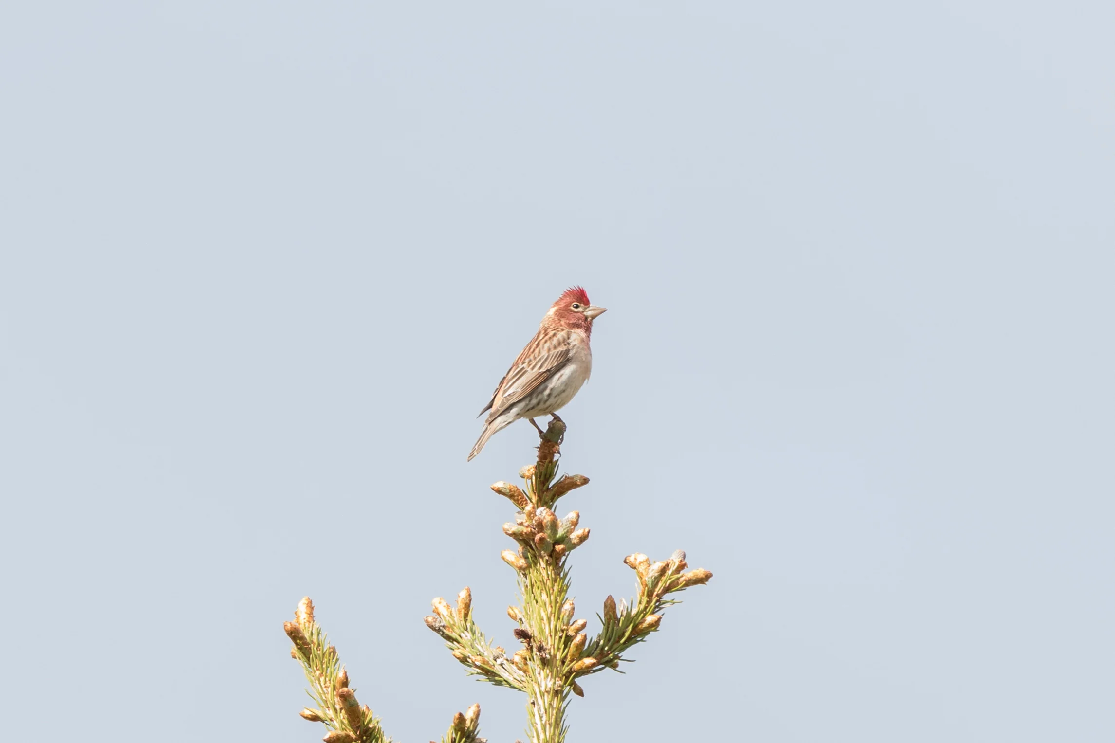 Cassin's Finch