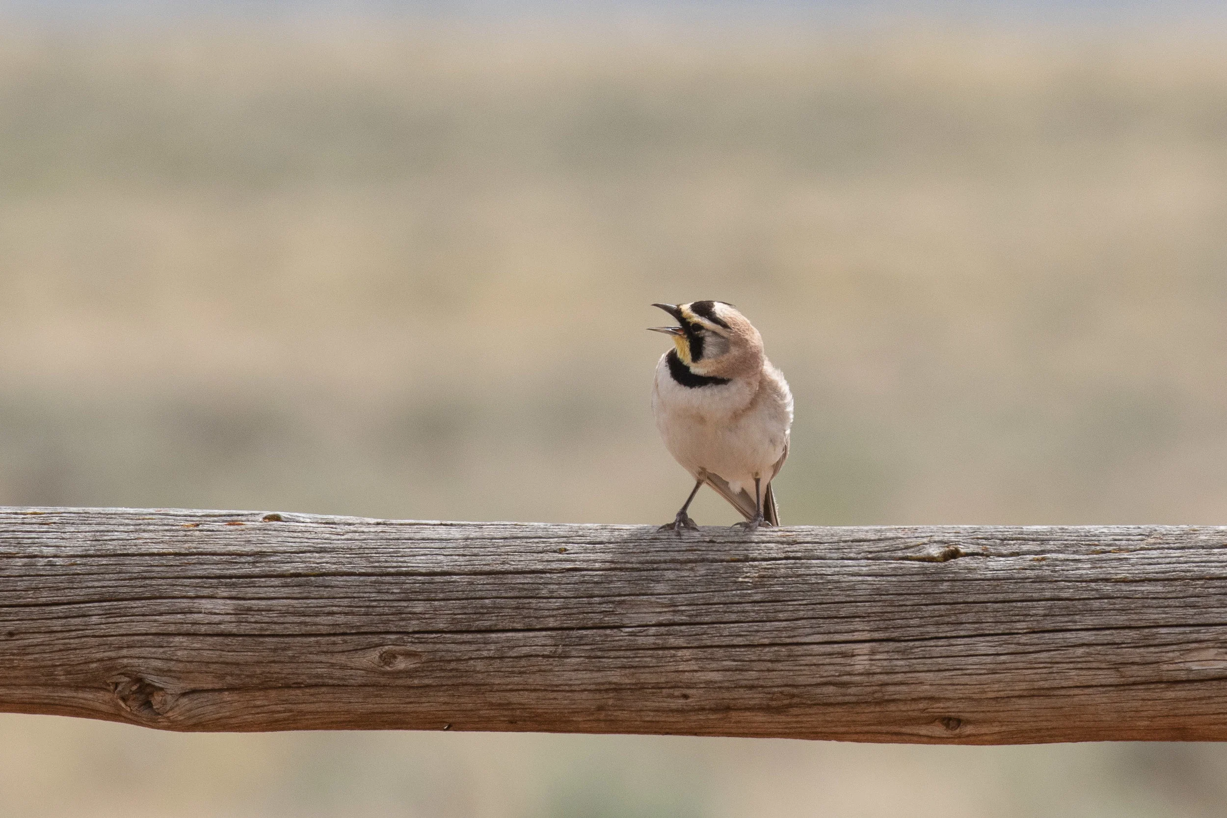 Horned Lark