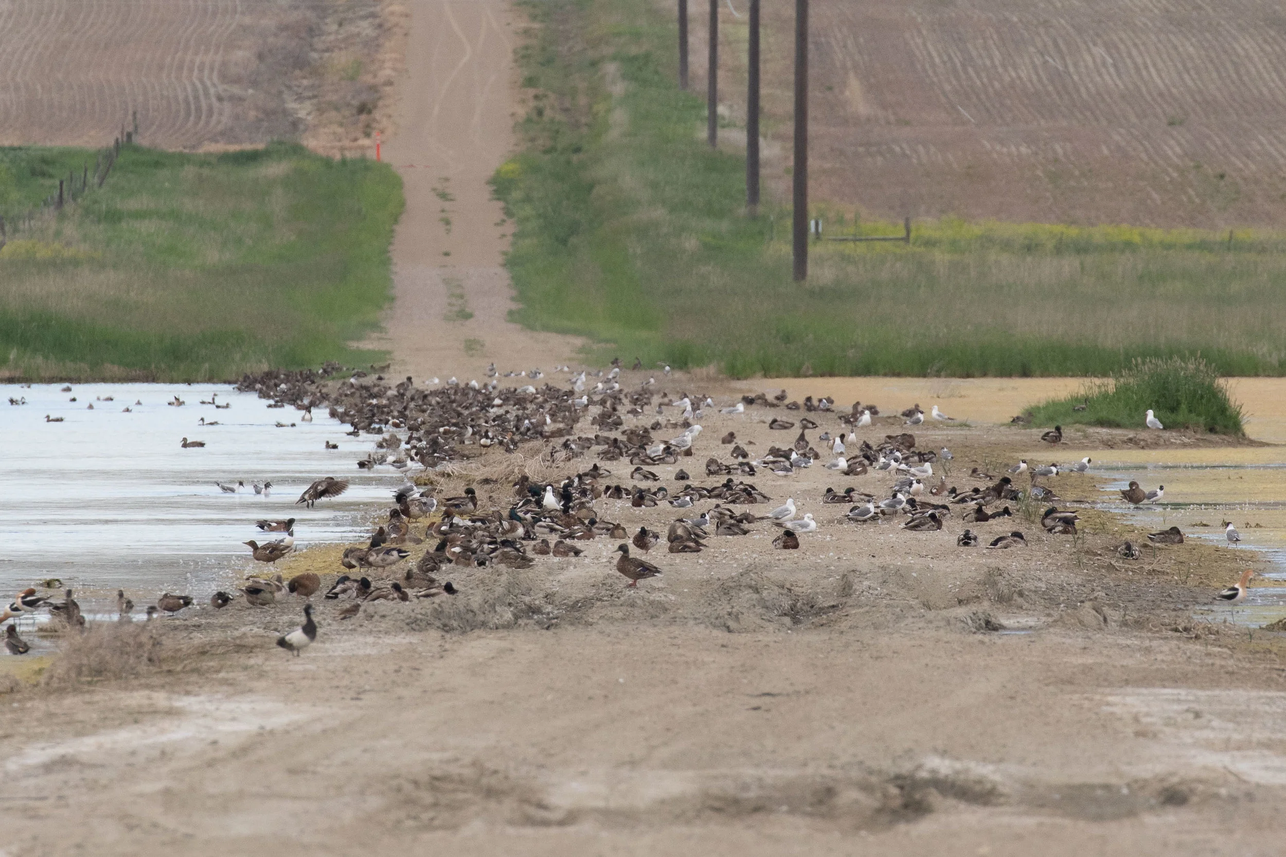 Duck flock