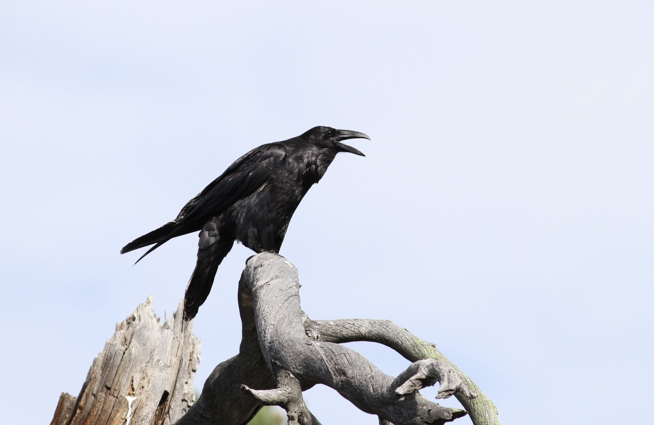 Common Raven