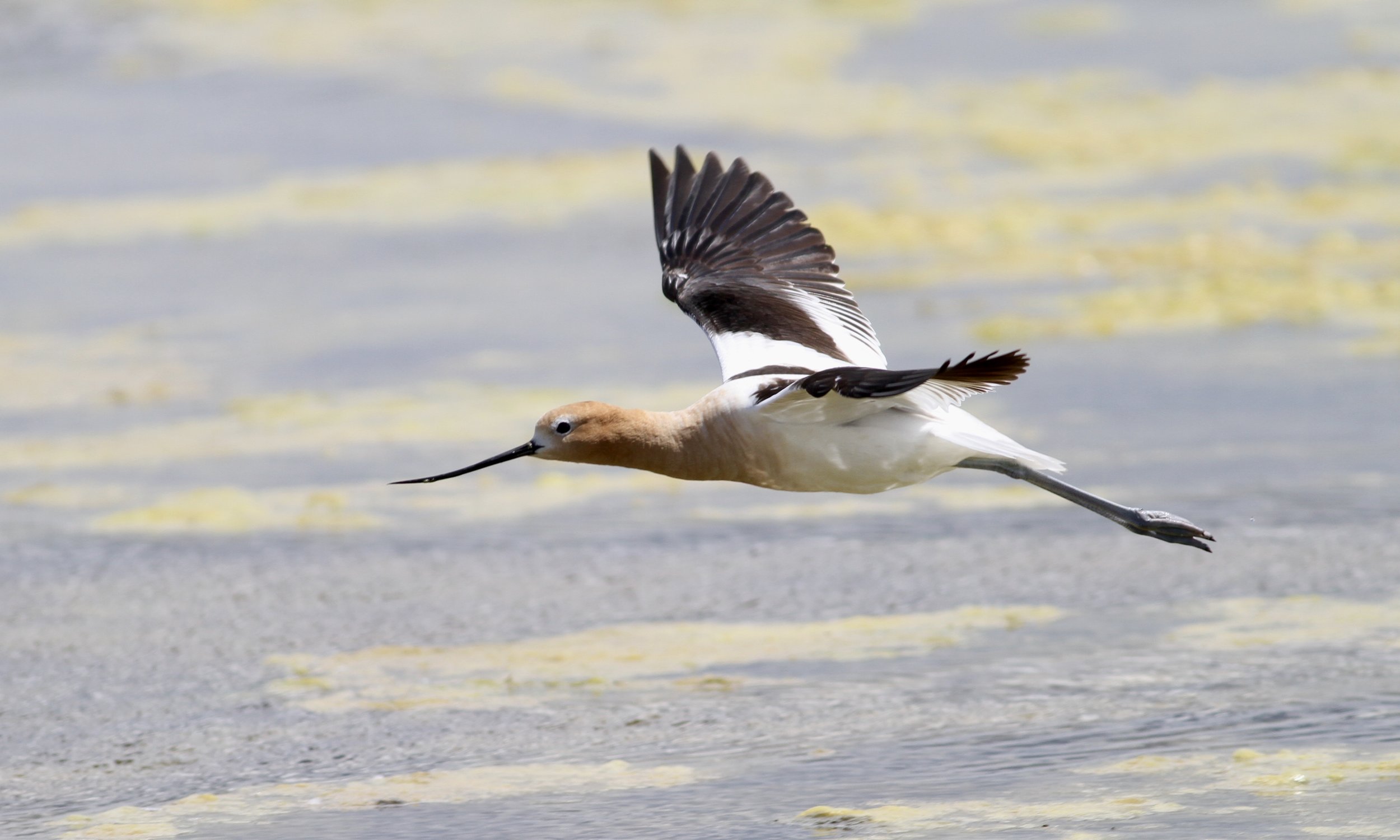 American Avocet